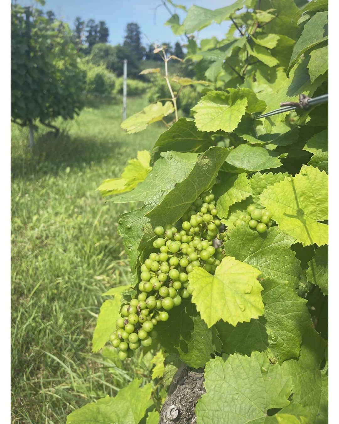 佐々木希さんのインスタグラム写真 - (佐々木希Instagram)「前になりますが、夏の思い出🍇 憧れのナチュラルワインのワイナリー巡り。北海道の余市町にて🌱 生産者の方々から色々なお話を聞かせていただいたりと貴重な経験。畑もそれぞれまた全然違って面白かったな✨ ありがとうございます😌  #ドメーヌタカヒコ #ドメーヌモン #ドメーヌアツシスズキ  #DomaineTakahiko #DomaineMont #DomaineAtsushiSuzuki  #北海道#余市町」10月16日 18時13分 - nozomisasaki_official