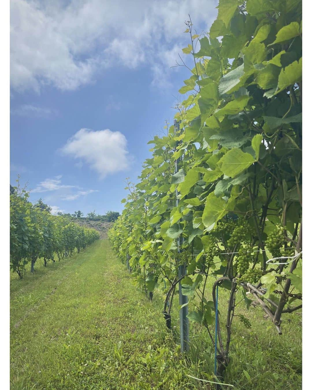 佐々木希さんのインスタグラム写真 - (佐々木希Instagram)「前になりますが、夏の思い出🍇 憧れのナチュラルワインのワイナリー巡り。北海道の余市町にて🌱 生産者の方々から色々なお話を聞かせていただいたりと貴重な経験。畑もそれぞれまた全然違って面白かったな✨ ありがとうございます😌  #ドメーヌタカヒコ #ドメーヌモン #ドメーヌアツシスズキ  #DomaineTakahiko #DomaineMont #DomaineAtsushiSuzuki  #北海道#余市町」10月16日 18時13分 - nozomisasaki_official