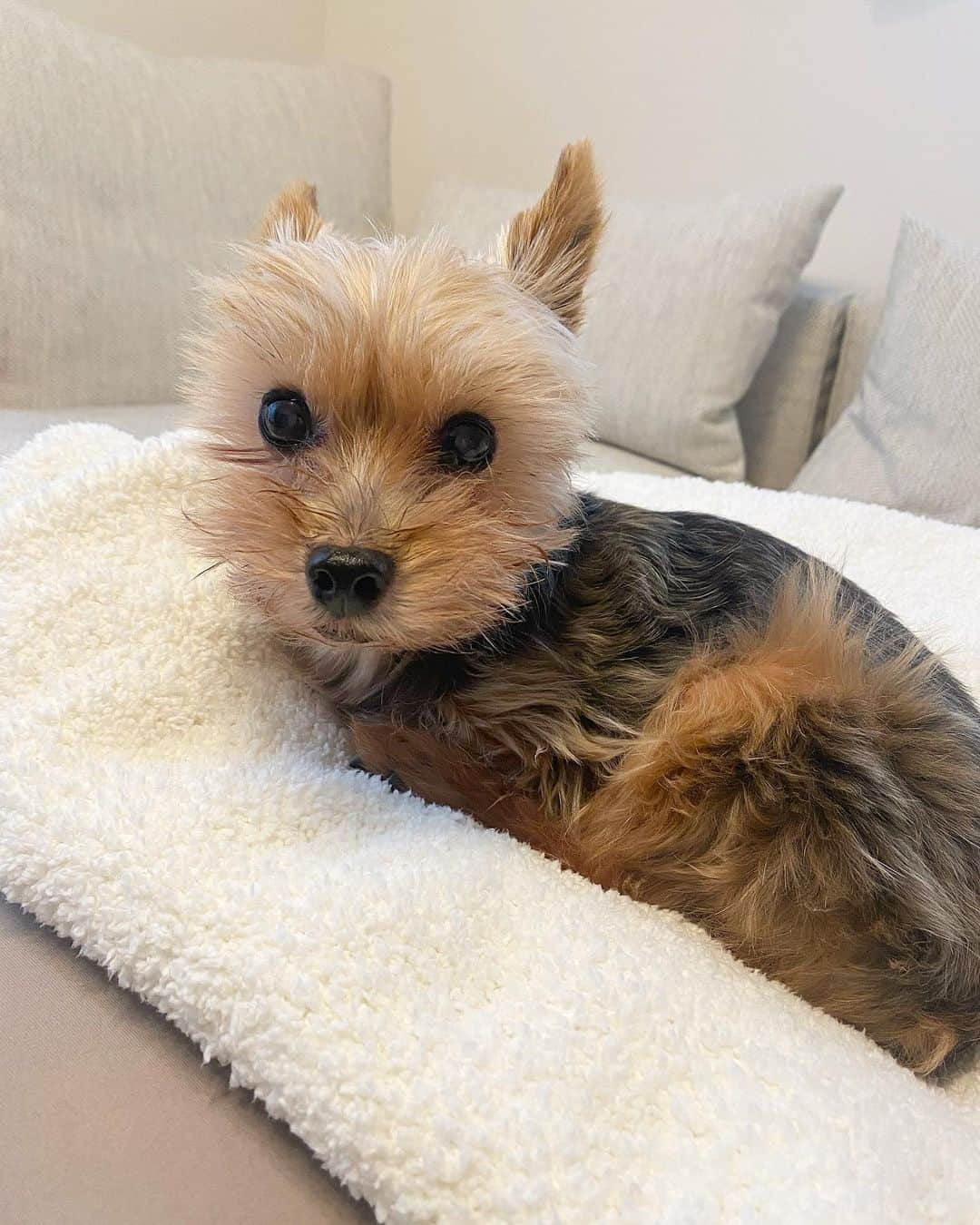 ririのインスタグラム：「小熊ちゃん🐻  #ヨークシャテリア #dog #yorkie #もこもこ」