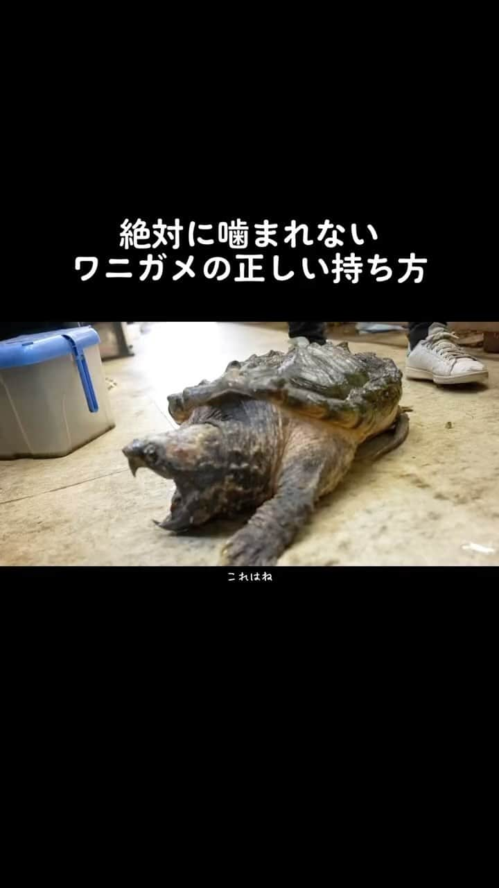 まっすーのインスタグラム：「絶対に噛まれないワニガメの正しい持ち方 #爬虫類 #ペット #reptiles #animals」