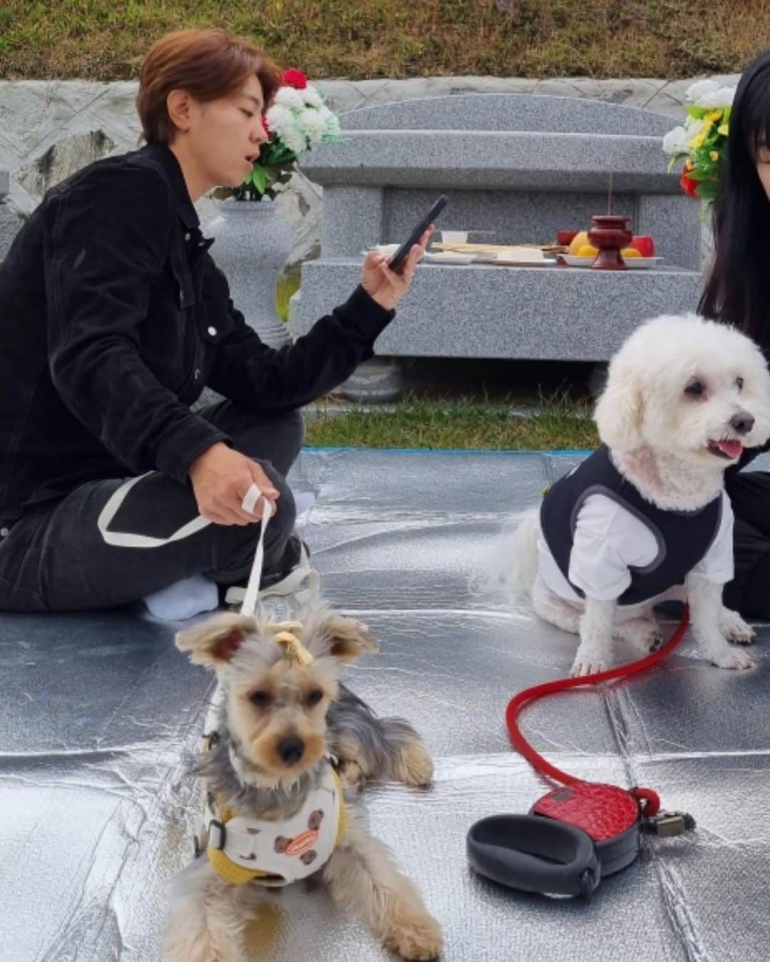 のインスタグラム：「하부지 인사 다녀왔고, 고미 테리도 인사했고요! 오늘 날이 좋았어요!  덥지도 춥지도 않고 낮잠 자기 딱 좋은 날 👍🏻 그래도 뷰 좋은곳에 있어서 다행이에요 또 올게요!! ❤️」