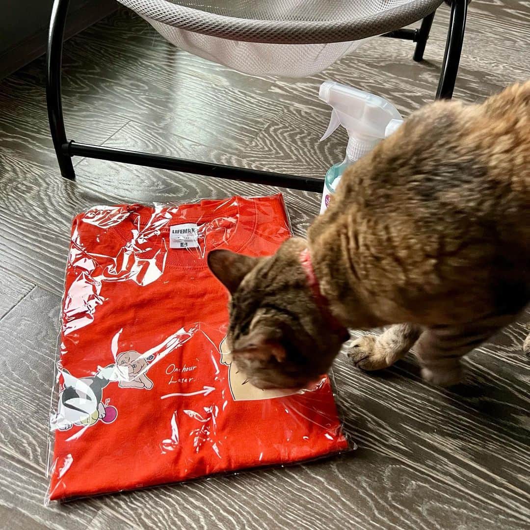 小松みゆきさんのインスタグラム写真 - (小松みゆきInstagram)「🐈‍⬛ さかがみ家カフェに行ってきました！ 入れませんでした！😅 ⁡ グッズだけは買って帰りました 桑原みずきさんが着ていて可愛かったから （桑原さん綺麗✨）オレンジ🧡色のT ⁡ お掃除スプレーには期待大です なんてったって潔癖な坂上さんが作った物ですから 早く詰め替え用作ってー  Tシャツに興味津々なのはヨヨおばあちゃん🐱 ⁡ #我が家にも保護猫12匹 #TNR後お世話している外猫も数匹 #外猫たちの部屋を含めて家を設計中 #小松みゆき #さかがみ家カフェ #さかがみ家cafe」10月17日 7時24分 - miyuki.komatsu.no.5