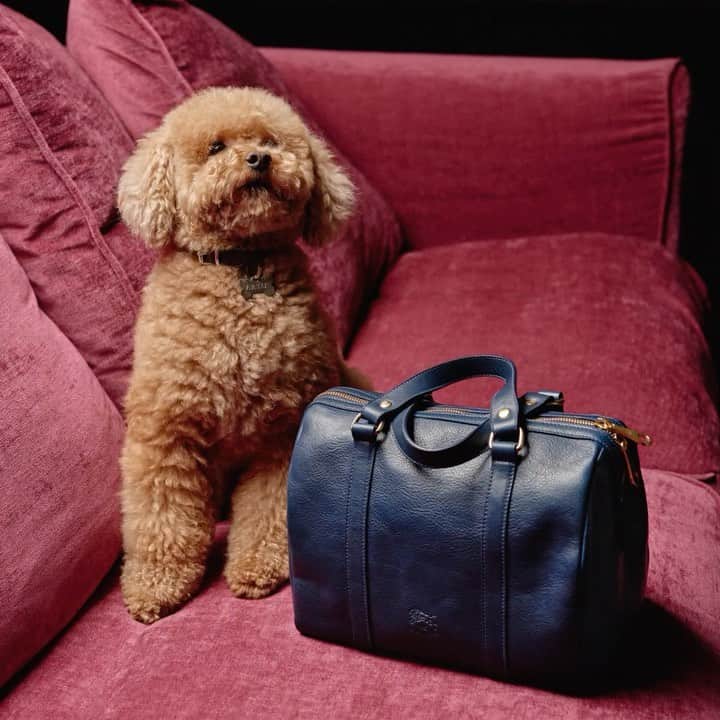 イルビゾンテのインスタグラム：「Introducing Artù: cuteness level 100%. We can’t decide if we prefer the classical Boston bag or this little four-legged friend! 🧡🐾   You can find Artù at @contigalgani.  #ilbisonte #puppy#sustainability #dog #womenstyle」