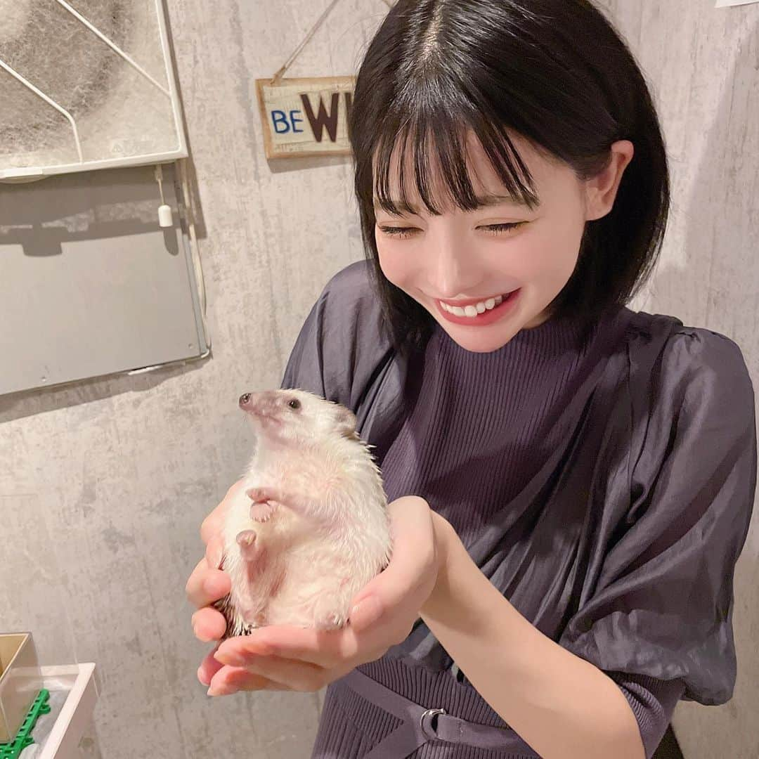 米倉みゆさんのインスタグラム写真 - (米倉みゆInstagram)「ハリネズミ🦔ちゃんと初接触しました🦔🦔🦔🦔🦔 . 思ってたよりずっしりもちもちしてて、かわいい🥰🥰🥰🥰 ねずみじゃなくてモグラの仲間らしい(知らなかった…) . BARの上の階にあるんだけど 深夜までやってる動物カフェなかなかない、というか聞いたことないからびっくり😳 . 仕事の帰りのサラリーマンが 滑車回してるハリネズミをじーっと見てたりするみたい🥹 みんなも癒されに行こ‪( ◜௰◝ )‬✨✨ . ショウガラゴちゃんもいたので、その投稿は次またしますー！ また行きたい可愛すぎたー！ . . . . . . . . . #東京ドーム #動物カフェ #飯田橋カフェ #神楽坂カフェ #東京大神宮 #はりねずみ屋ぽった #東京動物カフェ #ハリネズミ #ハリネズミのいる暮らし #ハリネズミカフェ #はりねずみ #可愛い #かわいい #かわいい女の子 #可愛い女の子 #可愛いものが好き #動物 #小動物 #小動物カフェ #触れ合いカフェ #癒しスポット #笑顔 #zoo #hedgehog #smile #cute #tokyo #japan #happy #puppy PR」10月17日 18時07分 - yone__miyu630