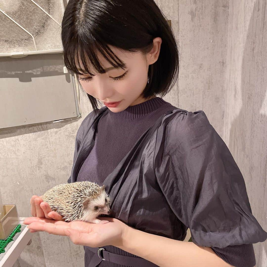 米倉みゆさんのインスタグラム写真 - (米倉みゆInstagram)「ハリネズミ🦔ちゃんと初接触しました🦔🦔🦔🦔🦔 . 思ってたよりずっしりもちもちしてて、かわいい🥰🥰🥰🥰 ねずみじゃなくてモグラの仲間らしい(知らなかった…) . BARの上の階にあるんだけど 深夜までやってる動物カフェなかなかない、というか聞いたことないからびっくり😳 . 仕事の帰りのサラリーマンが 滑車回してるハリネズミをじーっと見てたりするみたい🥹 みんなも癒されに行こ‪( ◜௰◝ )‬✨✨ . ショウガラゴちゃんもいたので、その投稿は次またしますー！ また行きたい可愛すぎたー！ . . . . . . . . . #東京ドーム #動物カフェ #飯田橋カフェ #神楽坂カフェ #東京大神宮 #はりねずみ屋ぽった #東京動物カフェ #ハリネズミ #ハリネズミのいる暮らし #ハリネズミカフェ #はりねずみ #可愛い #かわいい #かわいい女の子 #可愛い女の子 #可愛いものが好き #動物 #小動物 #小動物カフェ #触れ合いカフェ #癒しスポット #笑顔 #zoo #hedgehog #smile #cute #tokyo #japan #happy #puppy PR」10月17日 18時07分 - yone__miyu630