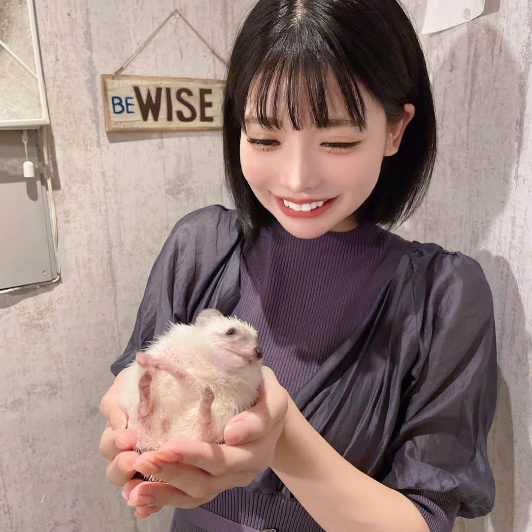 米倉みゆさんのインスタグラム写真 - (米倉みゆInstagram)「ハリネズミ🦔ちゃんと初接触しました🦔🦔🦔🦔🦔 . 思ってたよりずっしりもちもちしてて、かわいい🥰🥰🥰🥰 ねずみじゃなくてモグラの仲間らしい(知らなかった…) . BARの上の階にあるんだけど 深夜までやってる動物カフェなかなかない、というか聞いたことないからびっくり😳 . 仕事の帰りのサラリーマンが 滑車回してるハリネズミをじーっと見てたりするみたい🥹 みんなも癒されに行こ‪( ◜௰◝ )‬✨✨ . ショウガラゴちゃんもいたので、その投稿は次またしますー！ また行きたい可愛すぎたー！ . . . . . . . . . #東京ドーム #動物カフェ #飯田橋カフェ #神楽坂カフェ #東京大神宮 #はりねずみ屋ぽった #東京動物カフェ #ハリネズミ #ハリネズミのいる暮らし #ハリネズミカフェ #はりねずみ #可愛い #かわいい #かわいい女の子 #可愛い女の子 #可愛いものが好き #動物 #小動物 #小動物カフェ #触れ合いカフェ #癒しスポット #笑顔 #zoo #hedgehog #smile #cute #tokyo #japan #happy #puppy PR」10月17日 18時07分 - yone__miyu630