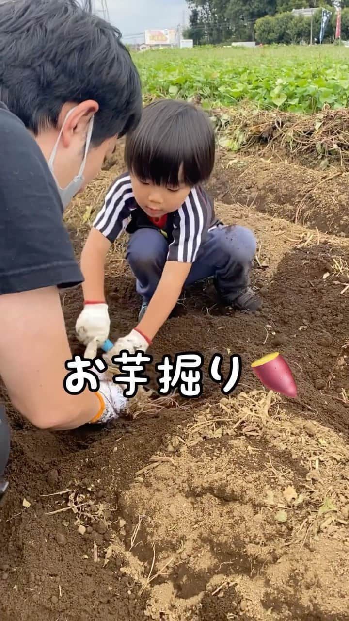 はるぴとぐらむのインスタグラム：「根っこのことしっぽって言ってる笑  さつまいも掘り初体験🍠 都内のお芋掘りはもういっぱいで、埼玉川越のあらはた園という農園で👩‍🌾  土遊び好きな上に、さつまいもが宝物探しみたいな感覚だったらしく、「もっとやりたかったー😗」って言ってた👀  来年もやろう🍠❤️  調理はパパ担当😬  #子育て日記#秋#4歳#男の子#さつまいも#お芋掘り#川越#あらはた園」