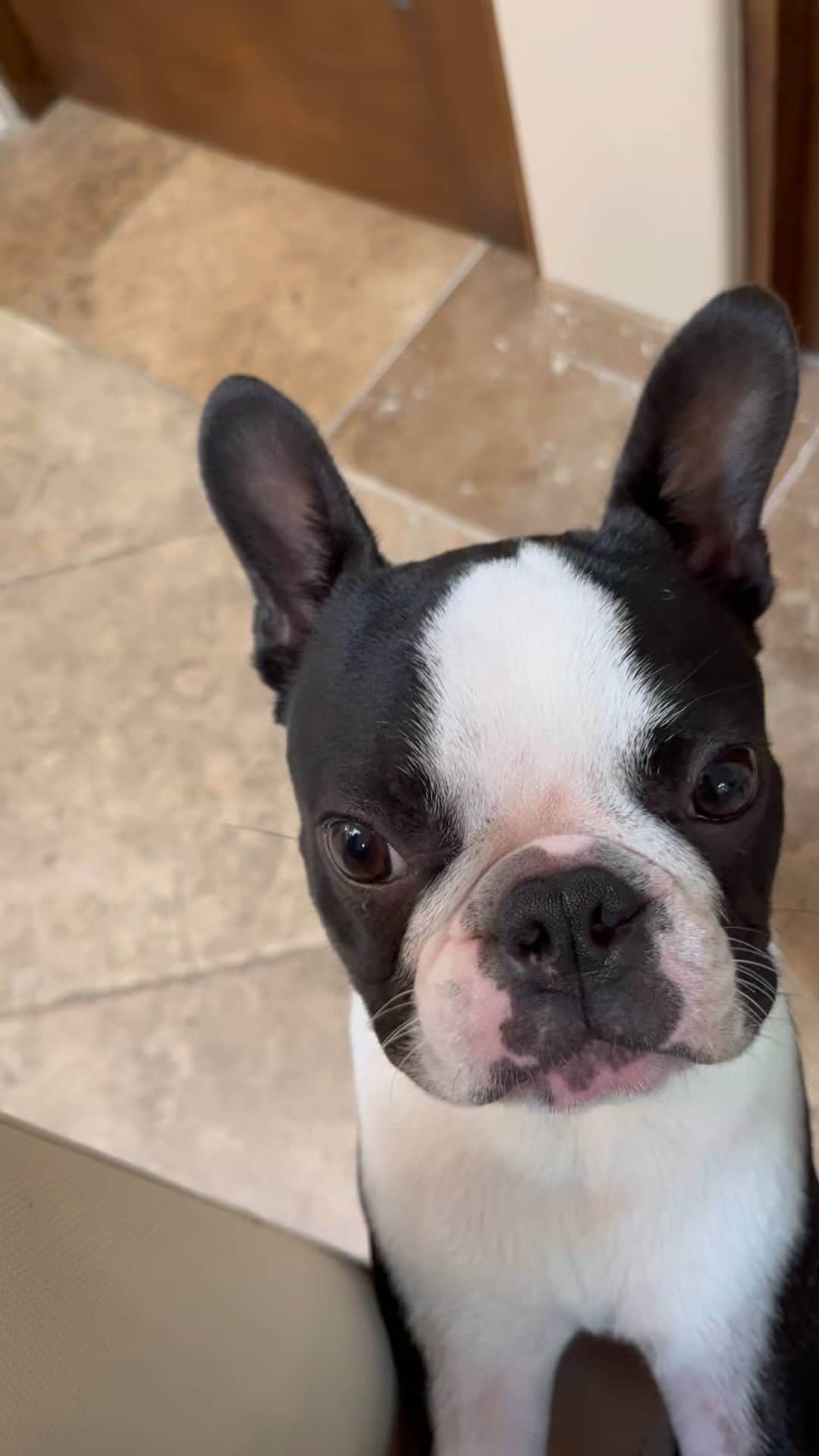 ジョシュ・ホロウェイのインスタグラム：「someone's apparently sorry he pooped in the closet💩  • • • #dogsofinstagram #bostonterrier #puppy #pottytraining #fail」