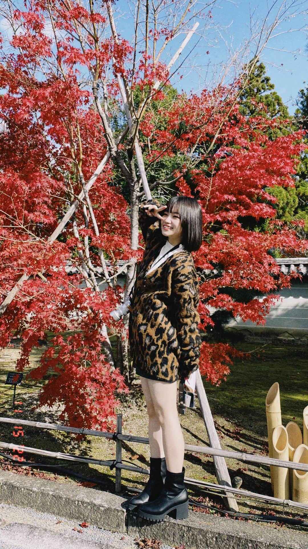 鹿沼亜美のインスタグラム：「紅葉がとても綺麗だったの🍁  #京都#紅葉#京都観光 #京都紅葉#リール動画 #リール #silent」