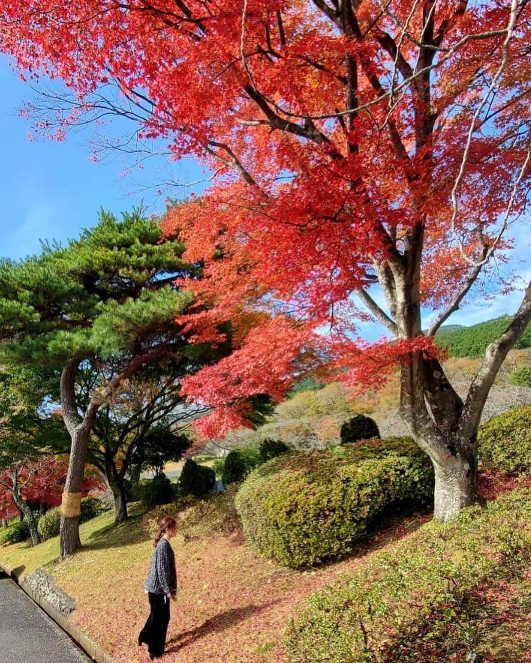 新井恵理那さんのインスタグラム写真 - (新井恵理那Instagram)「これは父とお墓参りしたときに(#^.^#) 今年も燃えるような紅が見られました♪ 自然の色ってどうしてこんなにも美しいのでしょうね…(=´∀｀) 故人にも紅葉にも会える楽しみがあります♪ #紅葉 #新井恵理那 #centforce」11月15日 18時15分 - elina_arai