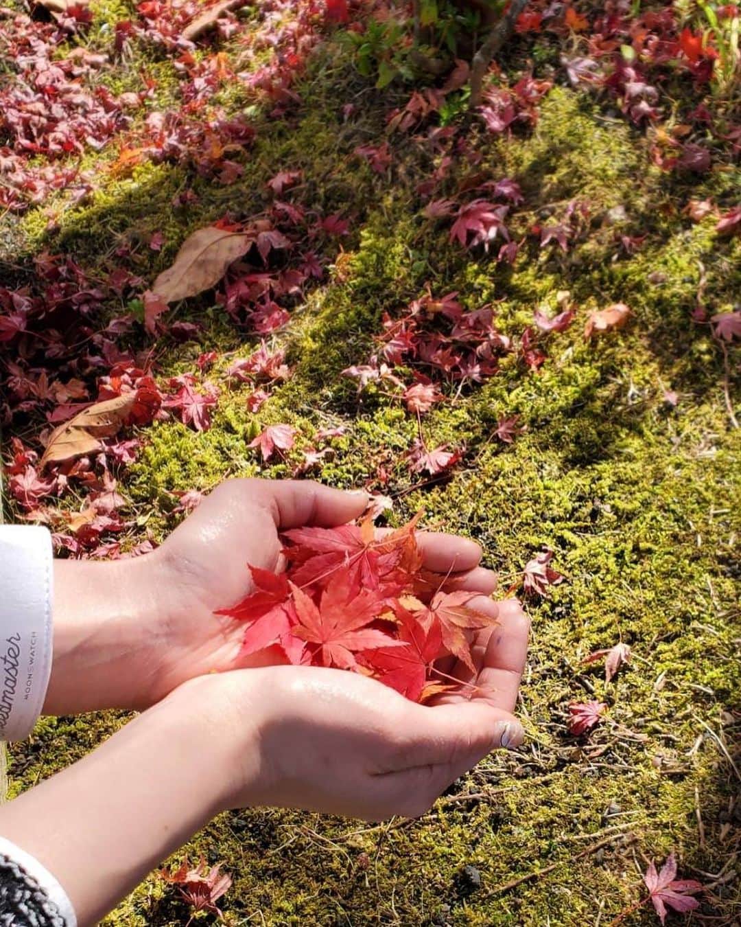 新井恵理那さんのインスタグラム写真 - (新井恵理那Instagram)「これは父とお墓参りしたときに(#^.^#) 今年も燃えるような紅が見られました♪ 自然の色ってどうしてこんなにも美しいのでしょうね…(=´∀｀) 故人にも紅葉にも会える楽しみがあります♪ #紅葉 #新井恵理那 #centforce」11月15日 18時15分 - elina_arai