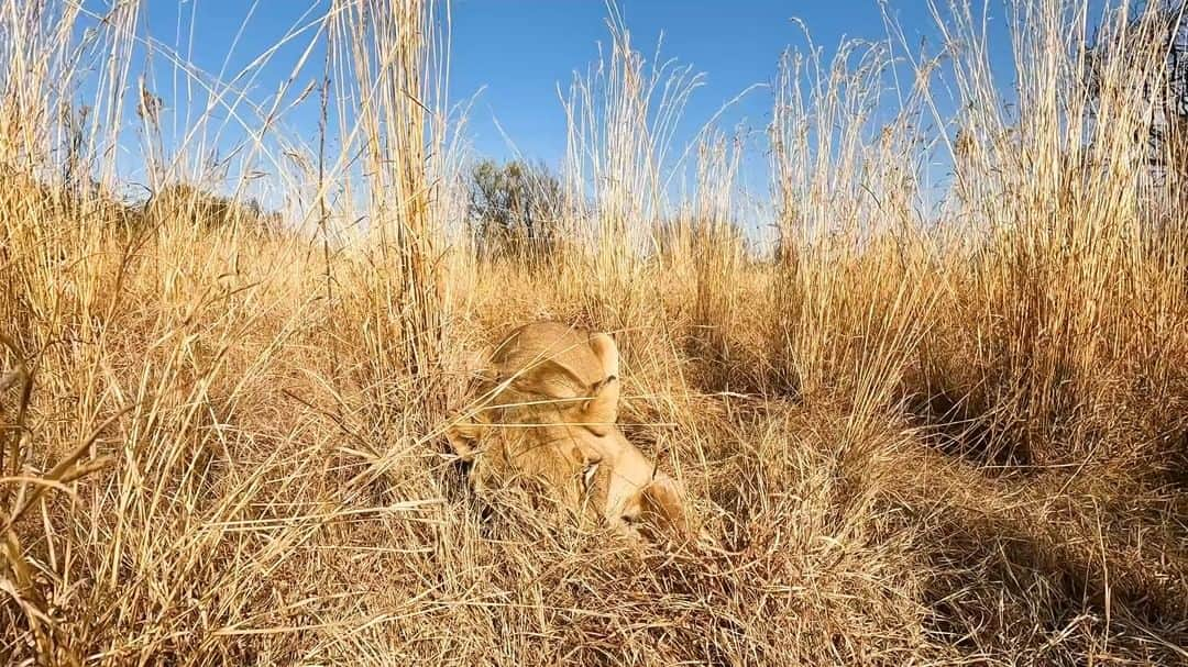 Kevin Richardson LionWhisperer のインスタグラム