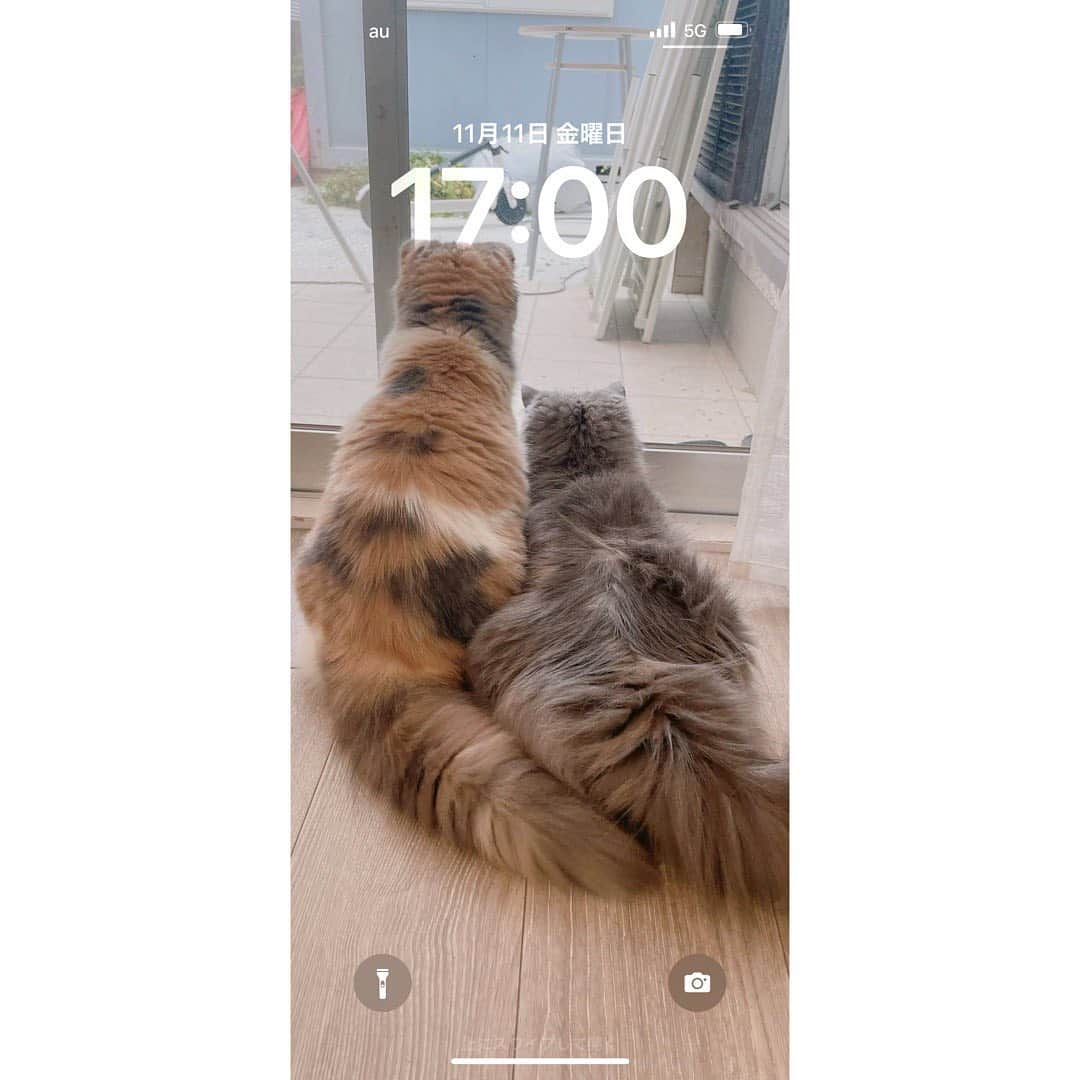 あみかさんのインスタグラム写真 - (あみかInstagram)「あみかのロック画面♡ #愛猫  #かわいい」11月11日 17時18分 - amika_tanaka0429