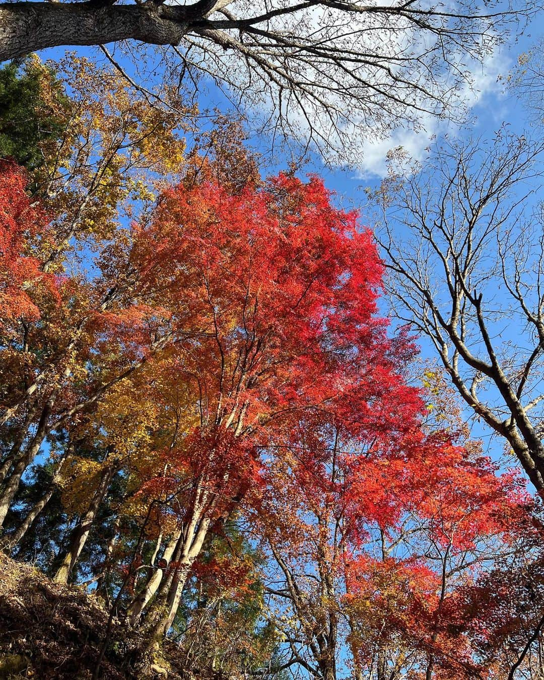 大貫彩香さんのインスタグラム写真 - (大貫彩香Instagram)「🍁  . . .  #シマノ　#ティムコ　#ハコスチ #上野村グラム @uenomuragyokyo #上野村」11月11日 18時13分 - sayaka_oonuki