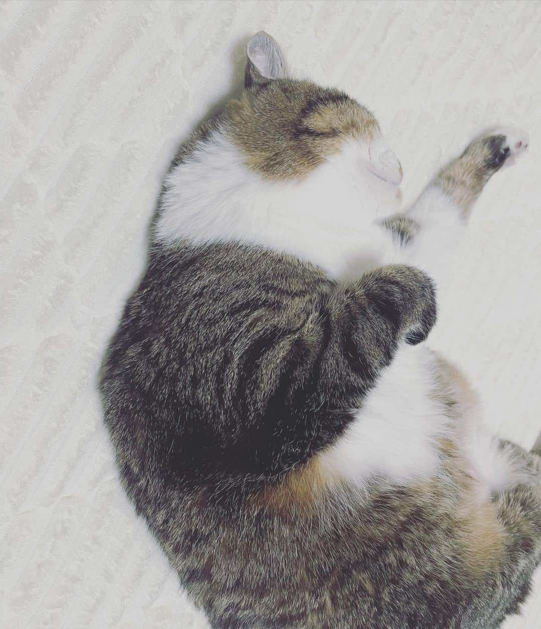 朱神宝のインスタグラム：「最近アップしてなかったけど、相変わらず俺様でわがまま猫様です🐈 淡いピンクの唇がかわゆいのです😍」