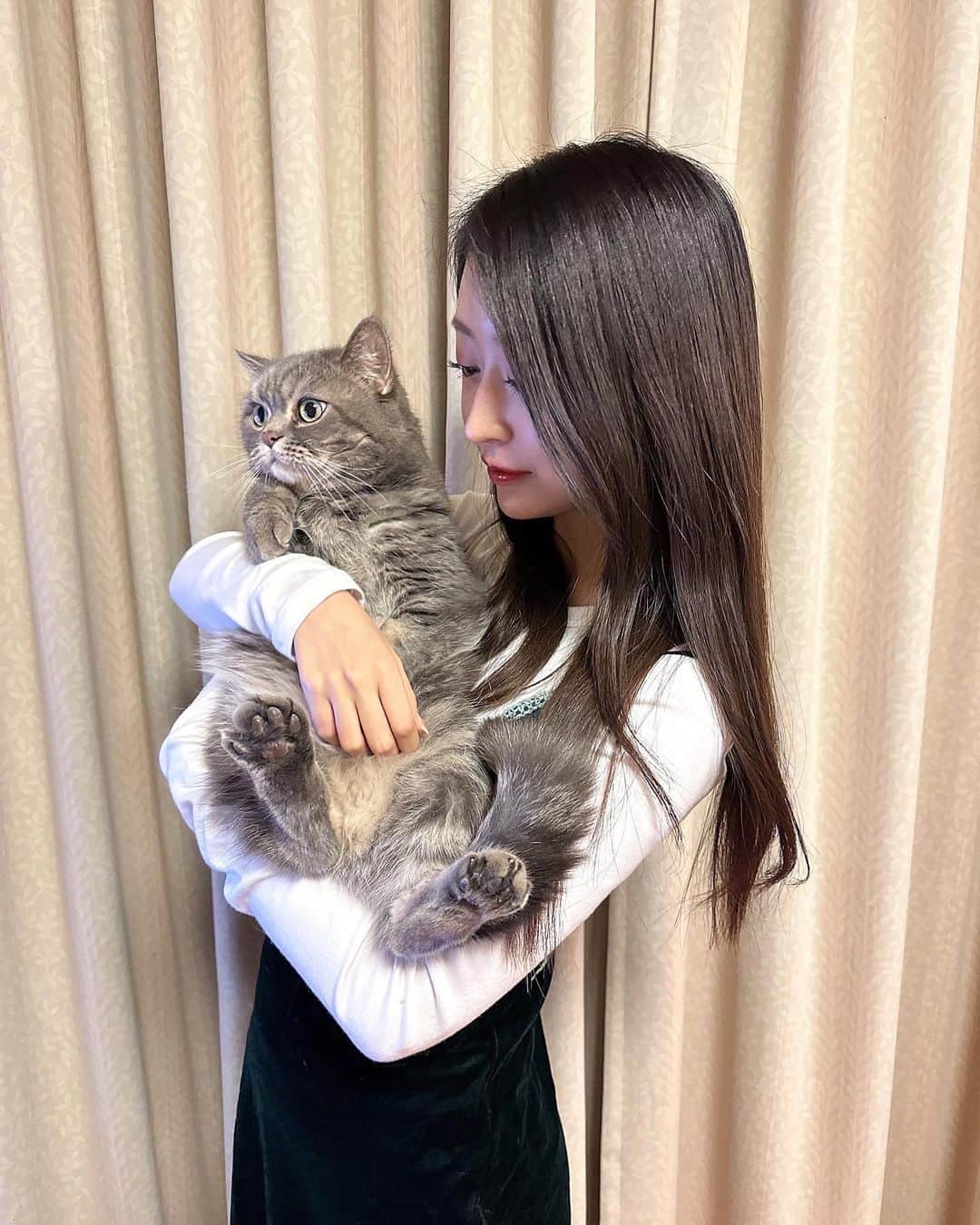 吉橋柚花のインスタグラム：「メイ🐈‍⬛🐾  #スコティッシュ　#scottishfold」