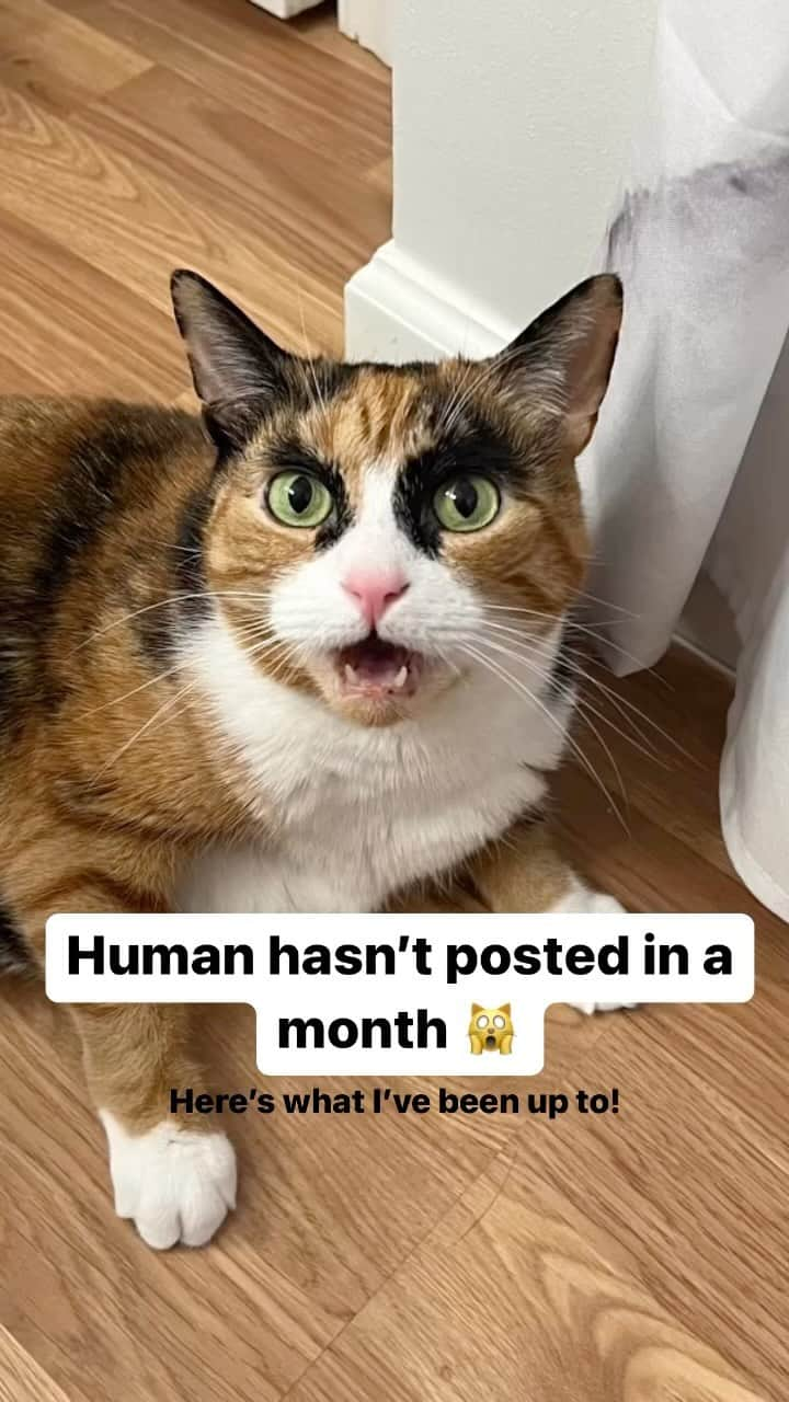 リリーのインスタグラム：「Human says she’s been busy 🙄 I’m back!!!   #fyp #calicosofinstagram #catsofinstagram #calico #update #friday」