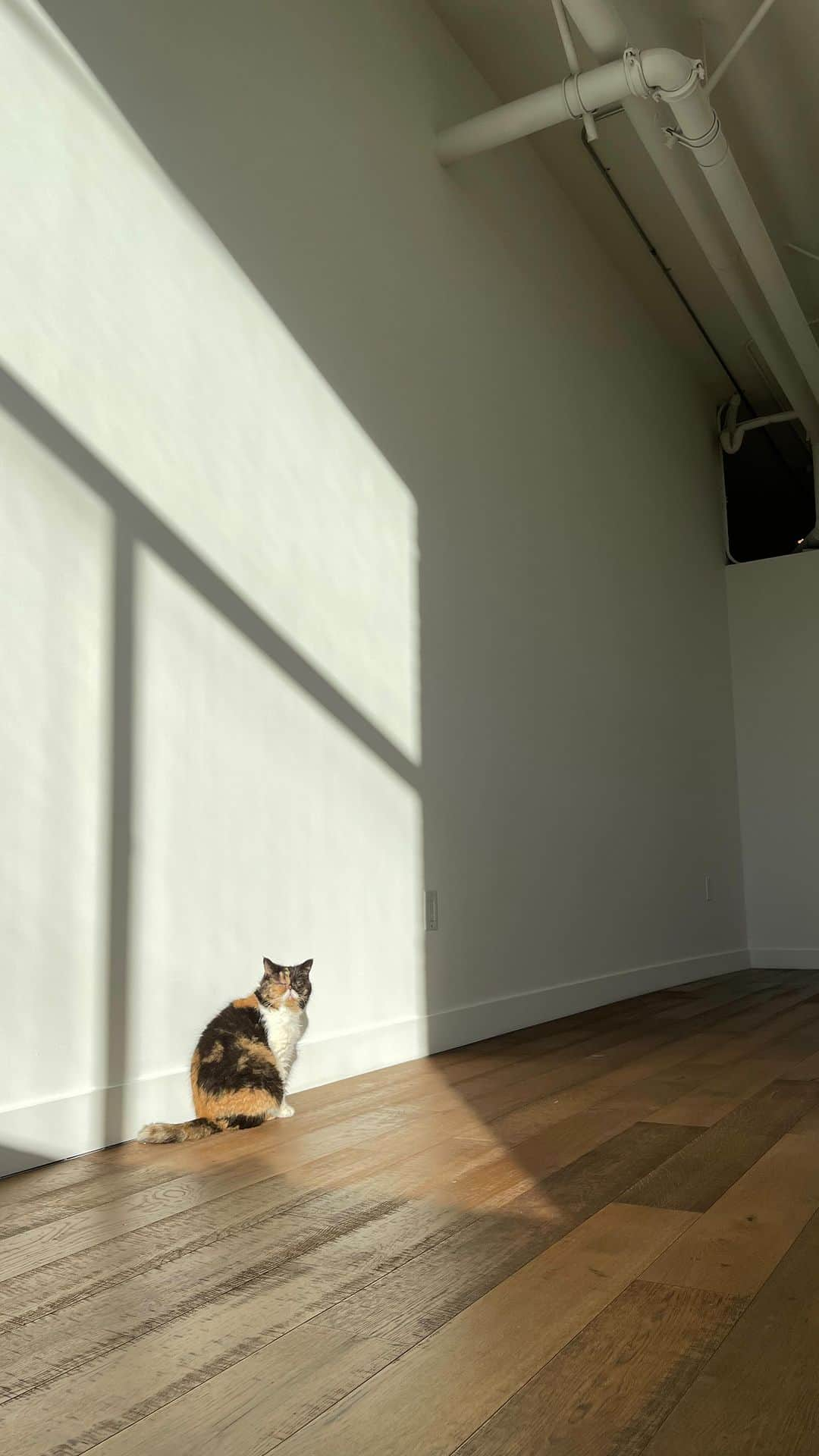 Pudgeのインスタグラム：「Officially here to stay in LA! ❤️ We moved into our new apartment this week. Pudge is loving all the sun  #pudgethecat #dtla #losangeles #artsdistrictla #loft #loftapartment #reels #explorepage #reelsvideo #catvideos #mustachecat #newapartment #cats #catsofinstagram」