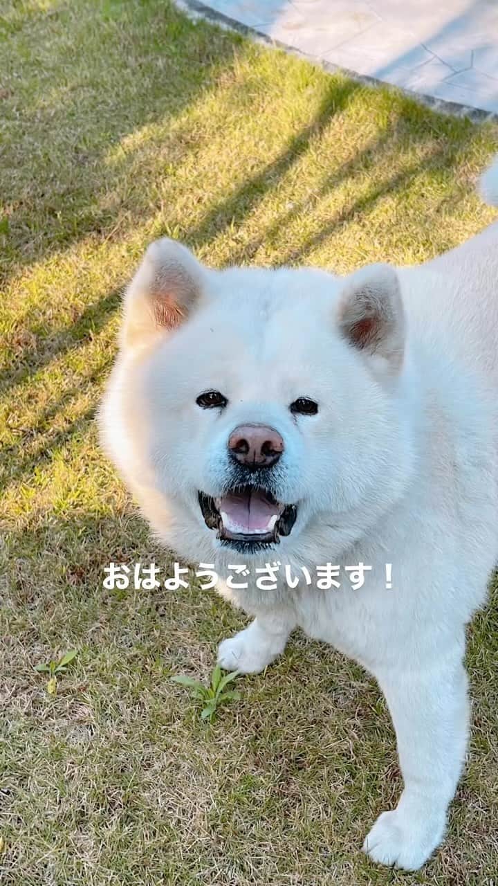 のインスタグラム：「名古屋20℃☀️ おはようございます！ 今朝は青空が広がった晴れ🍁 日中は気温が上がりポカポカ陽気でお洗濯物もよく乾きます😉👍 秋もたくさん紫外線が降り注いでいますのでUVケアをしてくださいね！ 今日も頑張って行ってらっしゃい❤️ #おはようございます#モーニング#朝食�� #goodmorning #breakfast �� #akitainu #dogsofinstagram �� #秋田犬#秋田犬マグ#おはようマグ�� #フレンチトースト� #サラダ�� #ホットコーヒー#カフェオレ#珈琲�� #水谷雅子#水谷雅子beautybook50の私�� #水谷雅子の美容の秘訣シリーズ」
