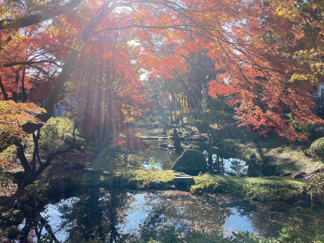 井上智晶のインスタグラム：「盛岡城跡公園を 通りかかったら 紅葉があまりにも美しかったので パチリ！ 光がいい具合に差し込んでました。  編集後記 なんとニューヨークタイムスで 行くべき旅行先に2番目に選ばれたそうです。 この風景も盛岡の魅力の一つです  #紅葉 #盛岡城跡公園 #めっちゃ綺麗でした #通りすがりの風景 #morioka  #盛岡市 #魅力再発見」