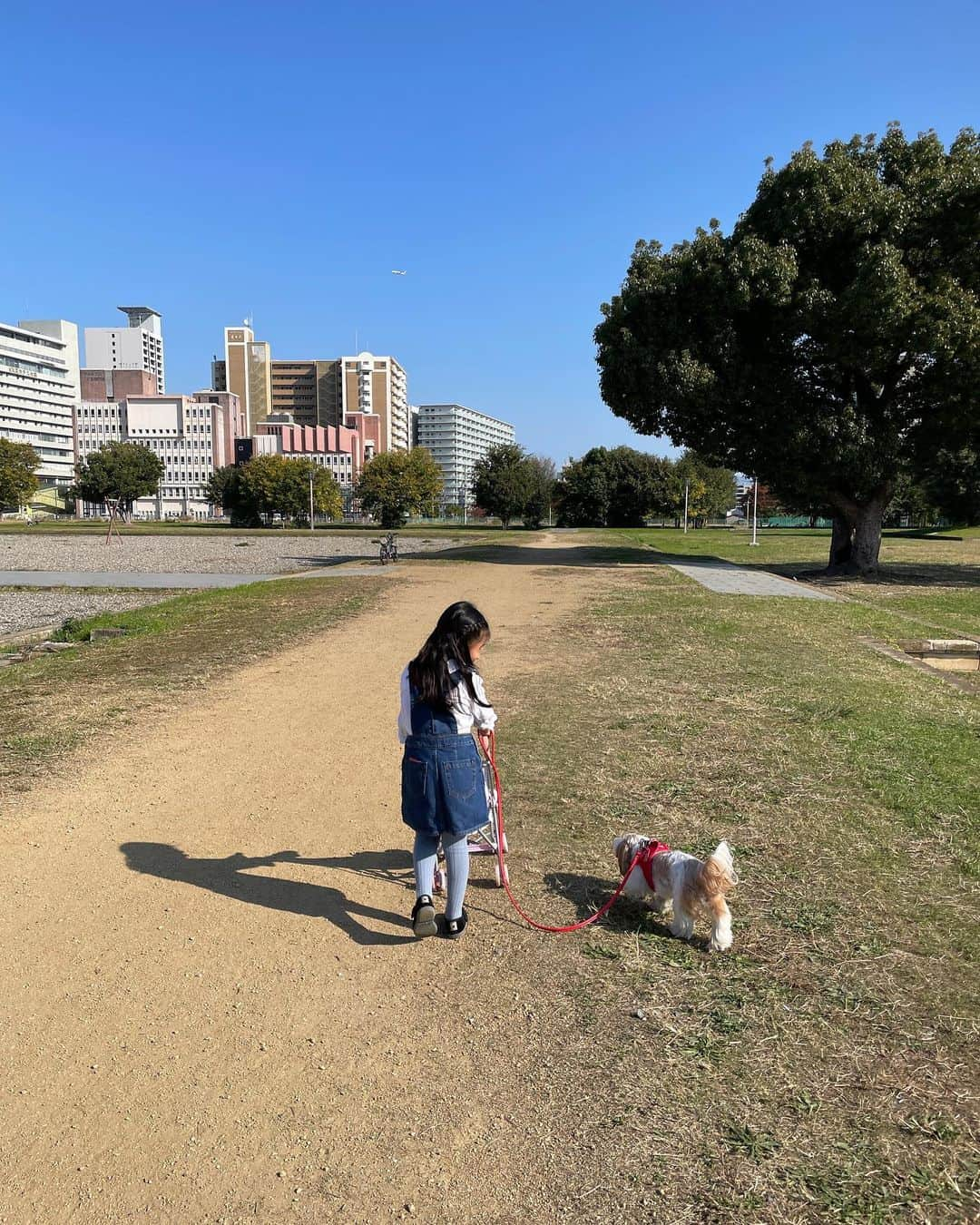 いりこのインスタグラム：「今日の2人と 5年前の2人  #shihtzu #chihuahua #mix #dog #instadog #ilovemydog #cute #犬 #いぬ  #dogstagram  #いりこ #いりこと娘」