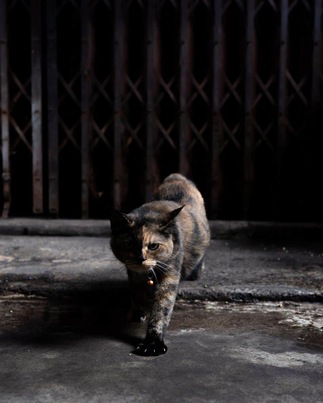 でいぜろバンコクさんのインスタグラム写真 - (でいぜろバンコクInstagram)「Cute stray cats in Bangkok   #bangkokstreet #thailandphotographer #bangkokcityvibes #beautiful_bangkok #bangkokspirit #streetphotographybangkok #bangkokstreets #thailandstreetphotography #streetbangkok #bangkokstreets #streetphotographythailand #bangkokexplore #thailandstreet  #bangkokview #bangkokstreetphotography」11月12日 18時34分 - dayzerobangkok