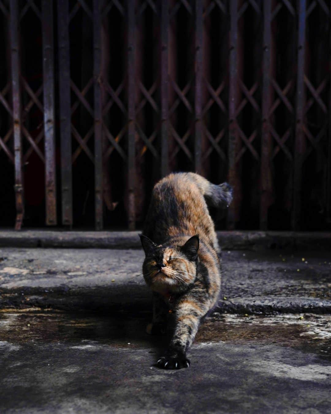 でいぜろバンコクさんのインスタグラム写真 - (でいぜろバンコクInstagram)「Cute stray cats in Bangkok   #bangkokstreet #thailandphotographer #bangkokcityvibes #beautiful_bangkok #bangkokspirit #streetphotographybangkok #bangkokstreets #thailandstreetphotography #streetbangkok #bangkokstreets #streetphotographythailand #bangkokexplore #thailandstreet  #bangkokview #bangkokstreetphotography」11月12日 18時34分 - dayzerobangkok