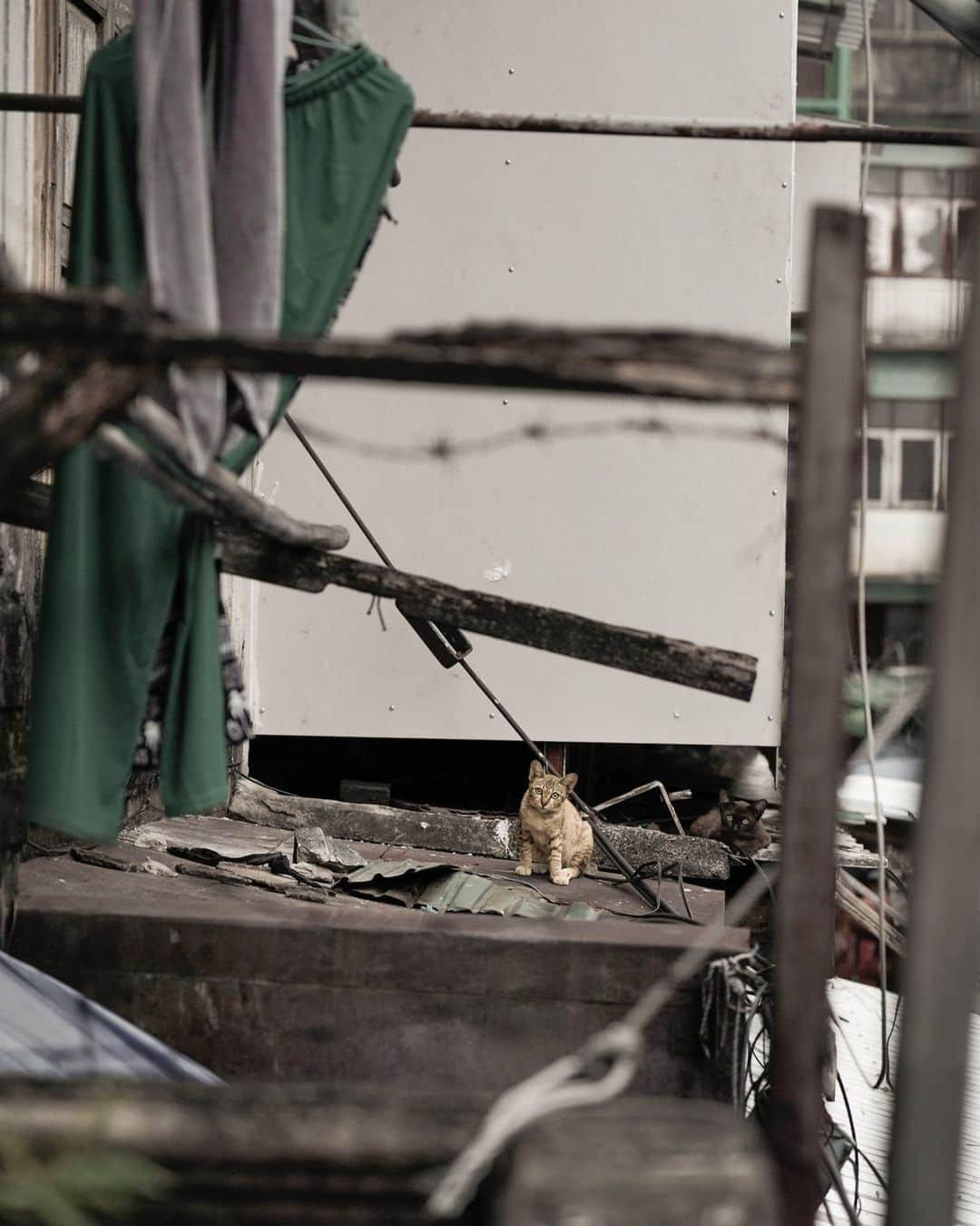 でいぜろバンコクさんのインスタグラム写真 - (でいぜろバンコクInstagram)「Cute stray cats in Bangkok   #bangkokstreet #thailandphotographer #bangkokcityvibes #beautiful_bangkok #bangkokspirit #streetphotographybangkok #bangkokstreets #thailandstreetphotography #streetbangkok #bangkokstreets #streetphotographythailand #bangkokexplore #thailandstreet  #bangkokview #bangkokstreetphotography」11月12日 18時34分 - dayzerobangkok