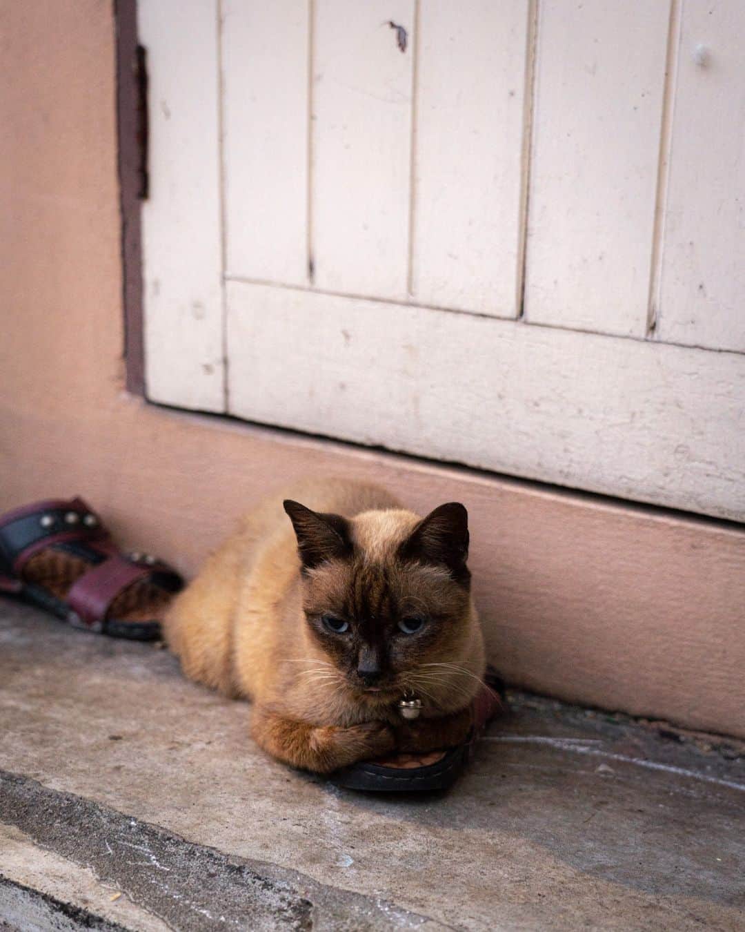 でいぜろバンコクさんのインスタグラム写真 - (でいぜろバンコクInstagram)「Cute stray cats in Bangkok   #bangkokstreet #thailandphotographer #bangkokcityvibes #beautiful_bangkok #bangkokspirit #streetphotographybangkok #bangkokstreets #thailandstreetphotography #streetbangkok #bangkokstreets #streetphotographythailand #bangkokexplore #thailandstreet  #bangkokview #bangkokstreetphotography」11月12日 18時34分 - dayzerobangkok