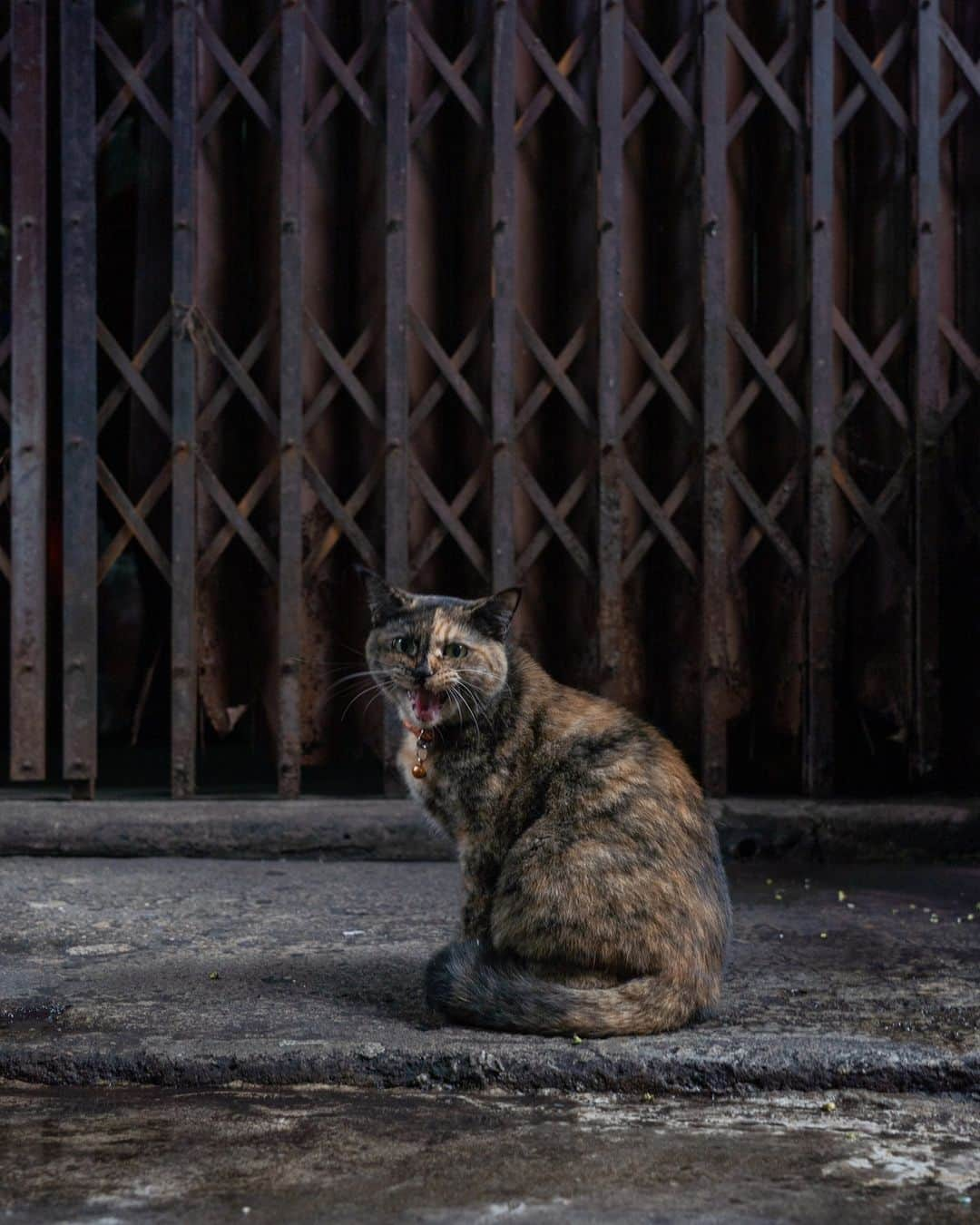 でいぜろバンコクさんのインスタグラム写真 - (でいぜろバンコクInstagram)「Cute stray cats in Bangkok   #bangkokstreet #thailandphotographer #bangkokcityvibes #beautiful_bangkok #bangkokspirit #streetphotographybangkok #bangkokstreets #thailandstreetphotography #streetbangkok #bangkokstreets #streetphotographythailand #bangkokexplore #thailandstreet  #bangkokview #bangkokstreetphotography」11月12日 18時34分 - dayzerobangkok