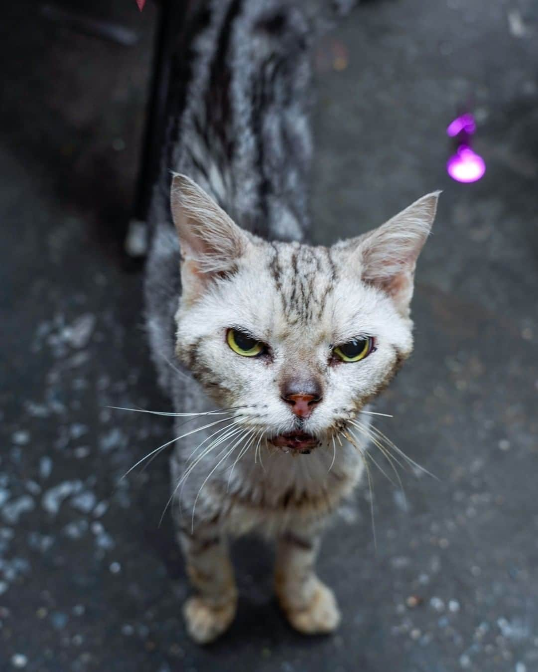 でいぜろバンコクさんのインスタグラム写真 - (でいぜろバンコクInstagram)「Cute stray cats in Bangkok   #bangkokstreet #thailandphotographer #bangkokcityvibes #beautiful_bangkok #bangkokspirit #streetphotographybangkok #bangkokstreets #thailandstreetphotography #streetbangkok #bangkokstreets #streetphotographythailand #bangkokexplore #thailandstreet  #bangkokview #bangkokstreetphotography」11月12日 18時34分 - dayzerobangkok