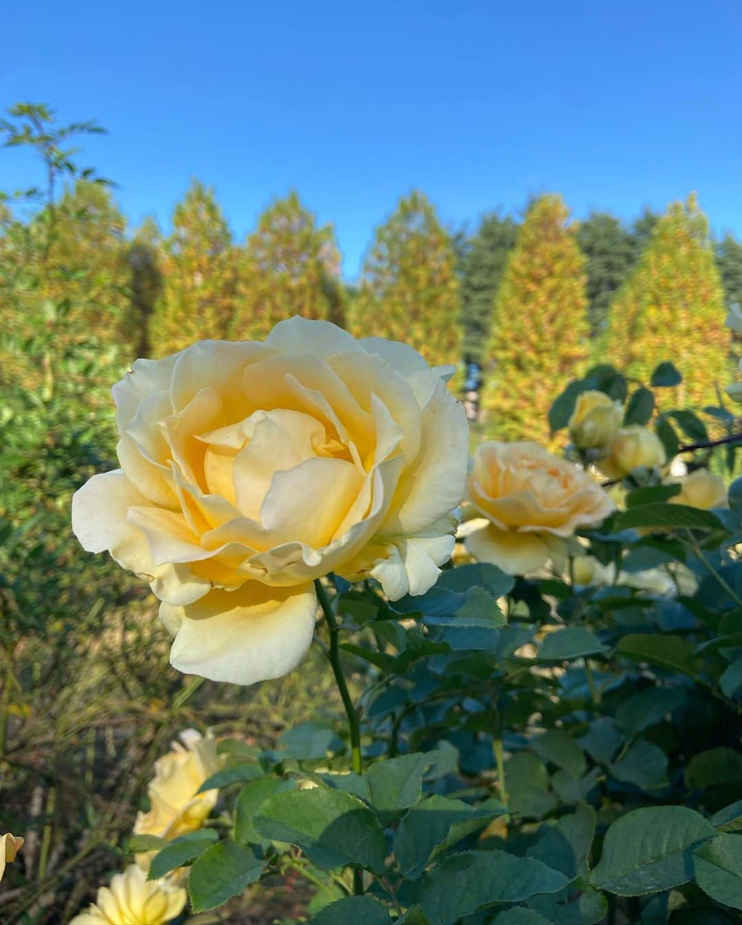 若井久美子さんのインスタグラム写真 - (若井久美子Instagram)「新宿御苑は日本のセントラルパークだと思う🌹✨ 大都会の中のオアシス☺️  #新宿御苑 #japan  #japantrip」11月12日 20時44分 - wakai_kumiko