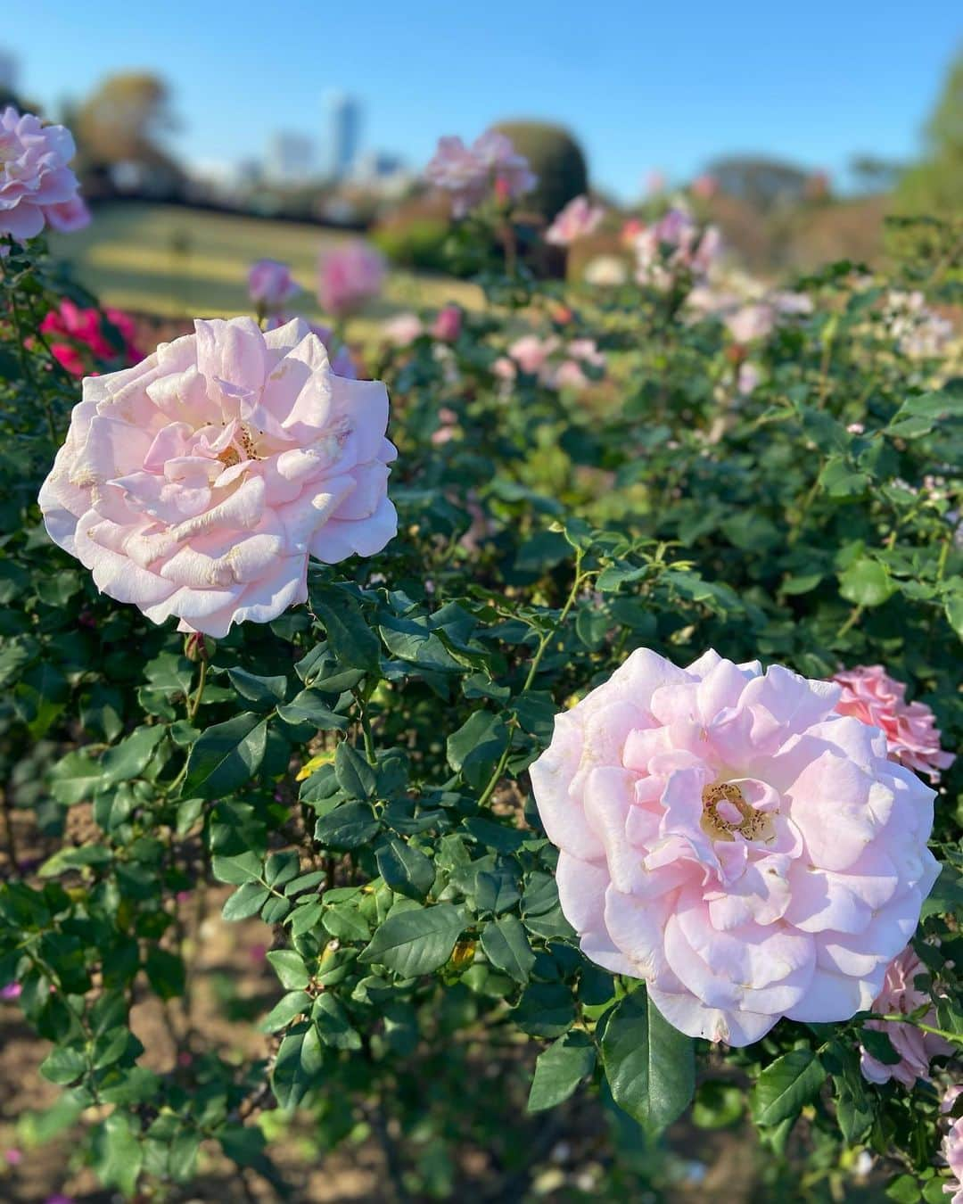 若井久美子のインスタグラム：「新宿御苑は日本のセントラルパークだと思う🌹✨ 大都会の中のオアシス☺️  #新宿御苑 #japan  #japantrip」