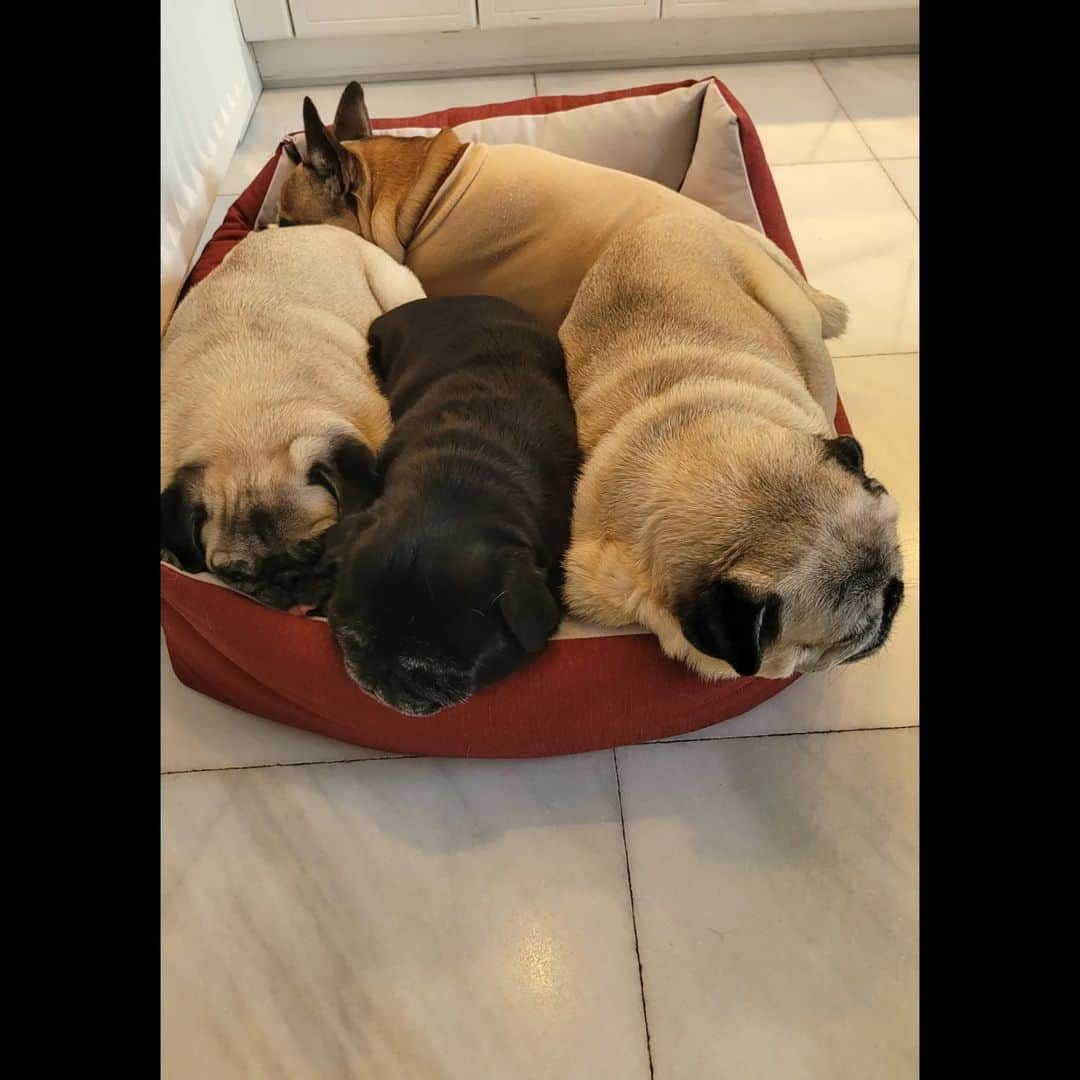 Nikitaさんのインスタグラム写真 - (NikitaInstagram)「Pug_nikita」11月12日 21時06分 - pug_nikita