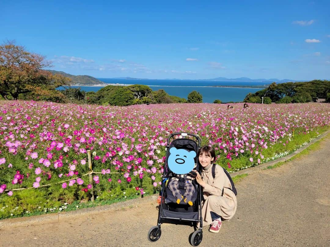 橋本真衣のインスタグラム：「. コスモス🌸 この秋は天気のいい日が 多くて嬉しい🙄❤️ . . #能古島#海とコスモス#息子はまさかの寝ていた#花より団子」