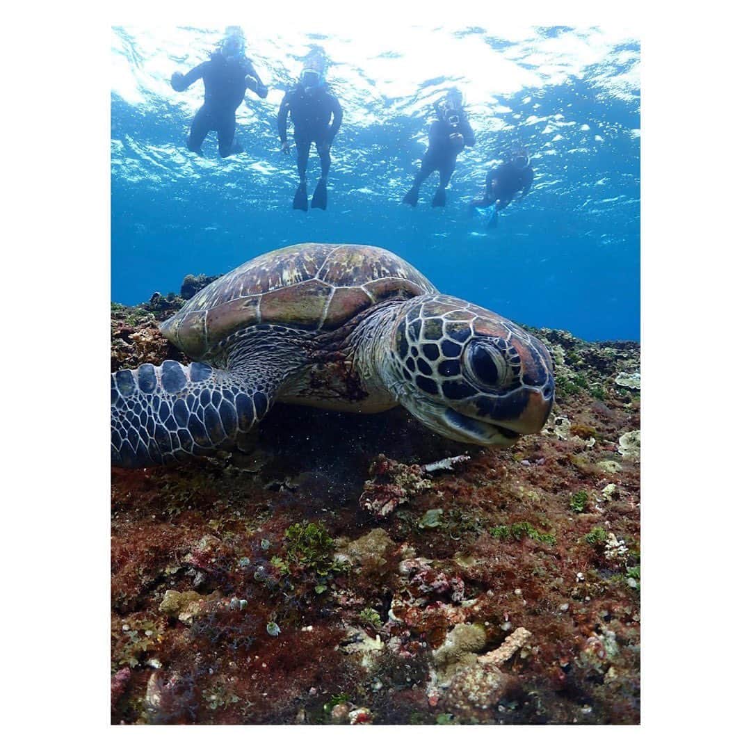 下村真由美のインスタグラム：「🐢🐮🏝  今まで出来なかった事をしております👯‍♀️ 日本のまだまだ行ってない所へ行くのが楽しい🗾✨  @masako.k1224.77  ありがと🫶🏻  #石垣島 #西表島 #竹富島」