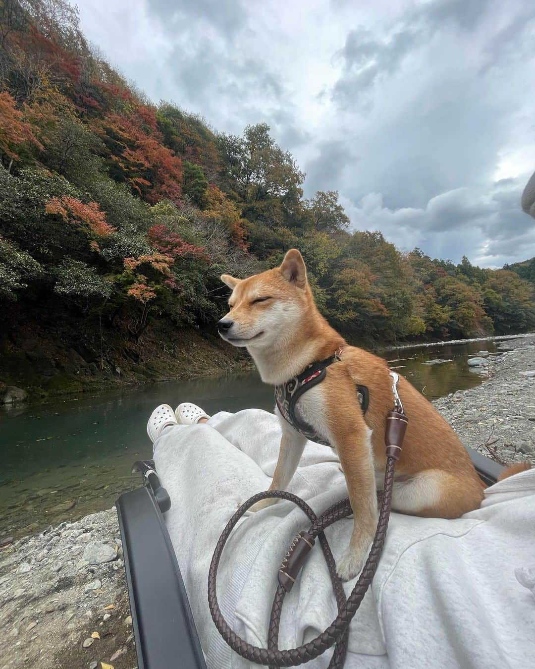 ききまるさんのインスタグラム写真 - (ききまるInstagram)「川サウナ　with 梅子🐶 . #バカンス村　でテントサウナ🏕 控えめに言ってサイコーーーーーーー . 少し葉っぱが色付いていて水も綺麗なブルー！！眼福でした🍁 . .  ------------------------------  💖@kikigram_97 ←インスタ歴10年フォロワー43万人 💖 -13kgダイエット成功リバウンド無し 💖1997.08.21 168cm 💖骨格ウェーブandナチュラル　イエベ秋 💖猫と犬との幸せな暮らし 💖事務所無所属(フリーランスインフルエンサー) →お仕事ご依頼はDMにて📩🤲🏻 💖TikTok♪、Twitter🕊も 💖KADOKAWAさんから写真集発売中 ！ 詳しくはプロフィールのURLから . フォロー、保存、コメント喜びます✨      　@kikigram_97   ----------------------------- . .  サウナ女子 #サウナイキタイ #サウナー #サウナ部　#テントサウナでととのう #天然水風呂 #アクティブ女子 #アウトドア #アウトドア女子　 #サウナ好きな人と繋がりたい #サウナイキタイ #サウナ部 #サウナ好き #サウナガール #サウナー女子 #東京サウナ　#サ活 #サ活女子 #サ活日誌　#外気浴 #外気浴最高」11月13日 14時43分 - kikigram_97