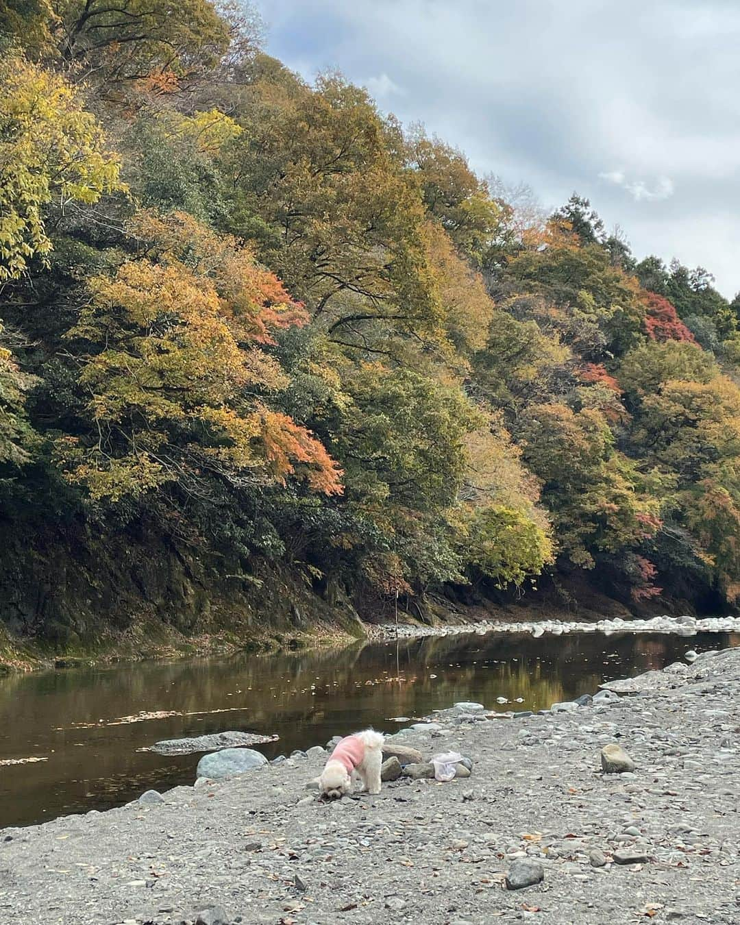 ききまるさんのインスタグラム写真 - (ききまるInstagram)「川サウナ　with 梅子🐶 . #バカンス村　でテントサウナ🏕 控えめに言ってサイコーーーーーーー . 少し葉っぱが色付いていて水も綺麗なブルー！！眼福でした🍁 . .  ------------------------------  💖@kikigram_97 ←インスタ歴10年フォロワー43万人 💖 -13kgダイエット成功リバウンド無し 💖1997.08.21 168cm 💖骨格ウェーブandナチュラル　イエベ秋 💖猫と犬との幸せな暮らし 💖事務所無所属(フリーランスインフルエンサー) →お仕事ご依頼はDMにて📩🤲🏻 💖TikTok♪、Twitter🕊も 💖KADOKAWAさんから写真集発売中 ！ 詳しくはプロフィールのURLから . フォロー、保存、コメント喜びます✨      　@kikigram_97   ----------------------------- . .  サウナ女子 #サウナイキタイ #サウナー #サウナ部　#テントサウナでととのう #天然水風呂 #アクティブ女子 #アウトドア #アウトドア女子　 #サウナ好きな人と繋がりたい #サウナイキタイ #サウナ部 #サウナ好き #サウナガール #サウナー女子 #東京サウナ　#サ活 #サ活女子 #サ活日誌　#外気浴 #外気浴最高」11月13日 14時43分 - kikigram_97