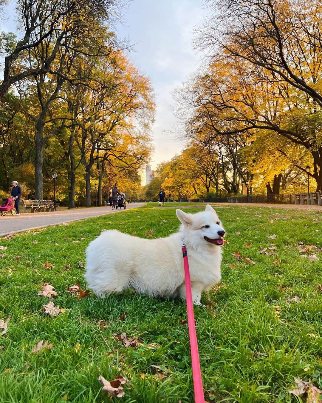 Winston the White Corgiのインスタグラム：「Perfect light for a bod shot」