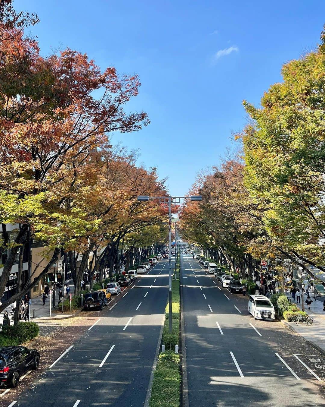 今村涼子さんのインスタグラム写真 - (今村涼子Instagram)「東京都心の紅葉も、 進んできています。 #表参道欅並木#神宮外苑」11月13日 11時00分 - ryoko.imamu