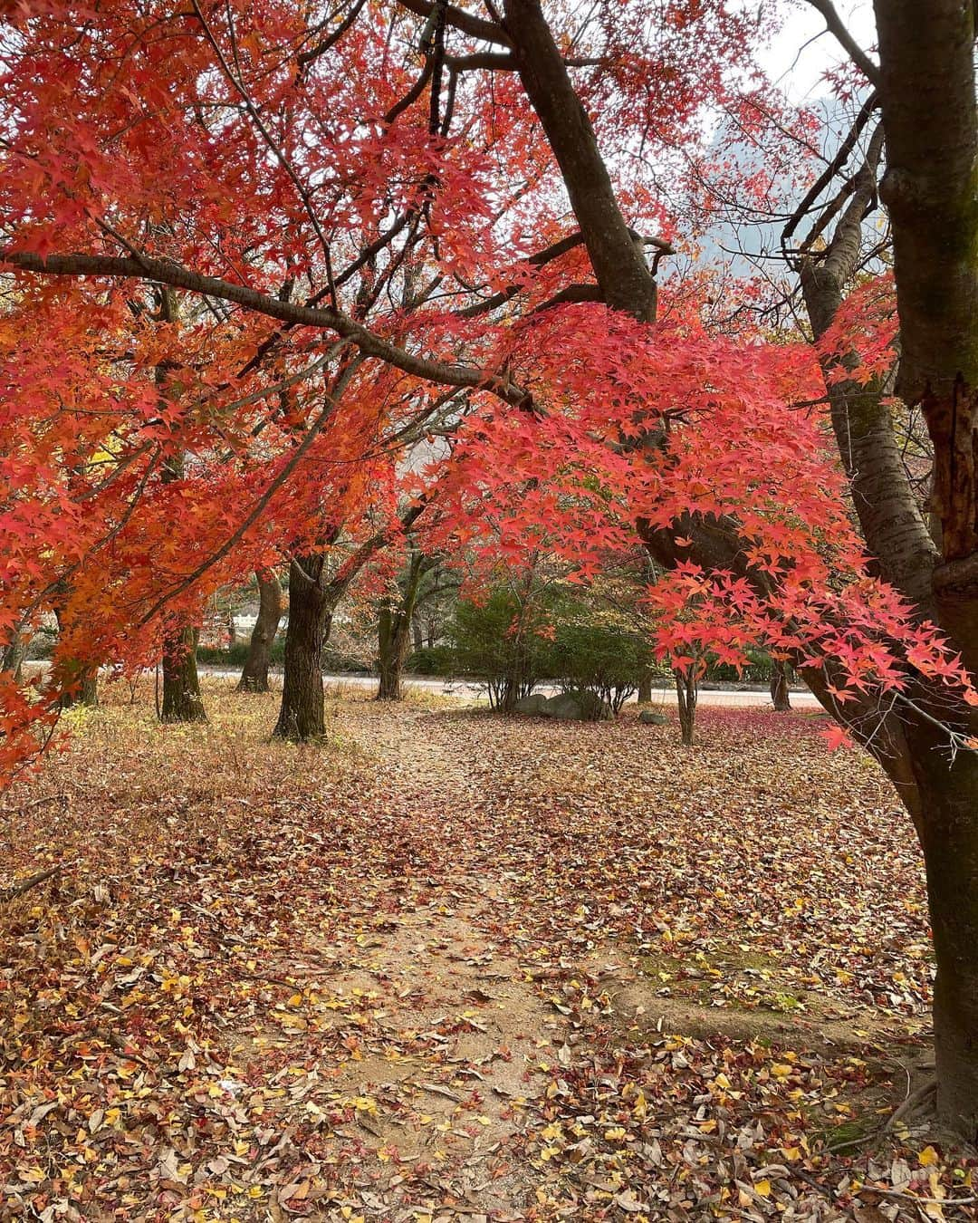 ジンジュ さんのインスタグラム写真 - (ジンジュ Instagram)「🍁  #가을 #설악산」11月14日 0時18分 - shining_jinju