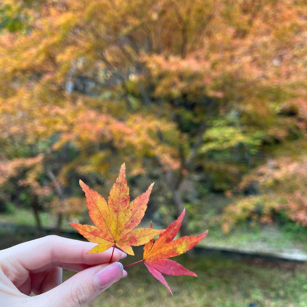 刈川くるみさんのインスタグラム写真 - (刈川くるみInstagram)「秋を堪能🦔🍁🍂🤎」11月13日 15時25分 - kurumi_karikawa