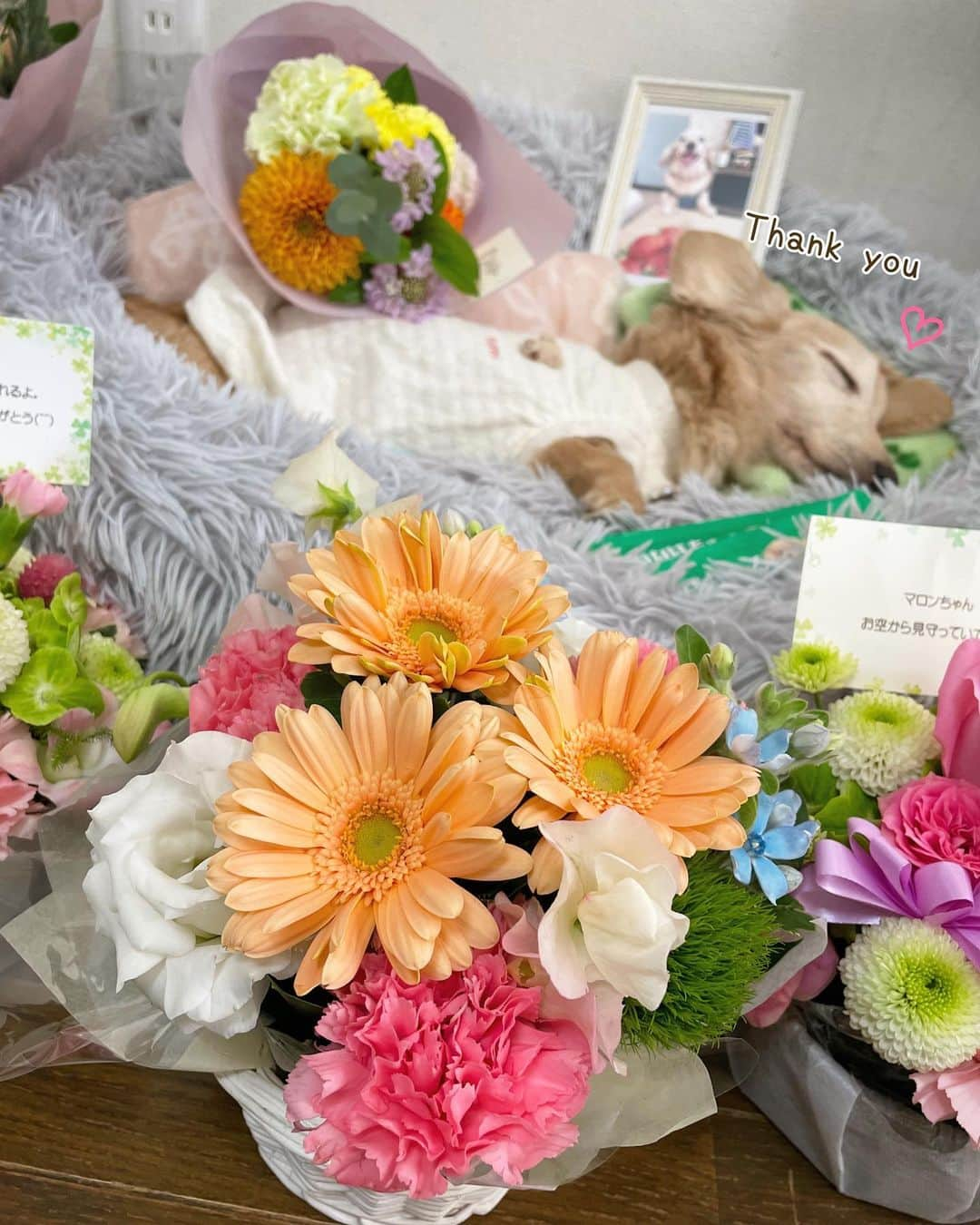 チズさんのインスタグラム写真 - (チズInstagram)「秋晴れの空の元 たくさんのお花💐に囲まれて 幼少期〜青年期を過ごした実家🏡で お空に送りだすことができました🌈  皆さんの心遣いには 感謝の気持ちしかありません🙏  最後まで朗らかな今にも 起き出しそうなマロンくん🐶  みんなの気持ちを全て理解し この世での役割を終えたかのような 表情でした🐶💕  たくさんの愛を… しあわせな犬生を 送ることが出来て嬉しいね✨  濃密で濃厚な１６年を 出会ってくれた みんなに感謝をこめて♡♡  #旅立ち #2006年組 #16年8か月と16日 #虹の橋 🌈 #帰天 #11月11日 #豚まんの日 #我が家に来てくれてありがとう ♡  #Ｍダックス#ダックス#ミニチュアダックス#腎不全犬#腎臓病犬#親父犬#シニア犬#ミニチュアダックスフンド #ミニチュアダックスクリーム#短足部 #兵庫犬#短足犬#カニンヘンダックス #ダックス16歳#カニンヘンダックスフンド#老犬との暮らし#老犬ダックス#シニアライフ#犬は家族#犬のいる生活#インスタでわんこみるのが日課 ♡♡」11月13日 18時07分 - sqi.chizu