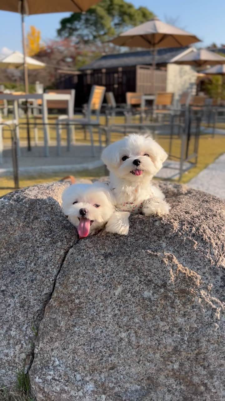 マルチーズ兄妹♡おかゆとおもちのインスタグラム：「男組 🐶おかゆ7才＆🐶ドンブリ〜1才 ＆パパ56才🙋🏻‍♂️ 🍁🍂 もっちゃんはゆーヤさんにトリミング🐶🛁🚿 ✂️ . . #運動会  #秋晴れ  #番屋カフェ  #郡山城  . . .  . #maltese #malteseofinstagram #happydog #dogsmile #doglove #doglover #dogstagram #instadog #lovedogs #ilovemydog #cutedog #dogoftheday #馬爾濟斯 . #okayusan #マルチーズ #犬バカ部 #わんこ #エブリドッグ #みんなのわんこ #わんことお出かけ  #マルチーズ好き #pecotv #pecoいぬ部 #奈良犬 #ふわもこ部 #マルチーズインスタグラム . .」