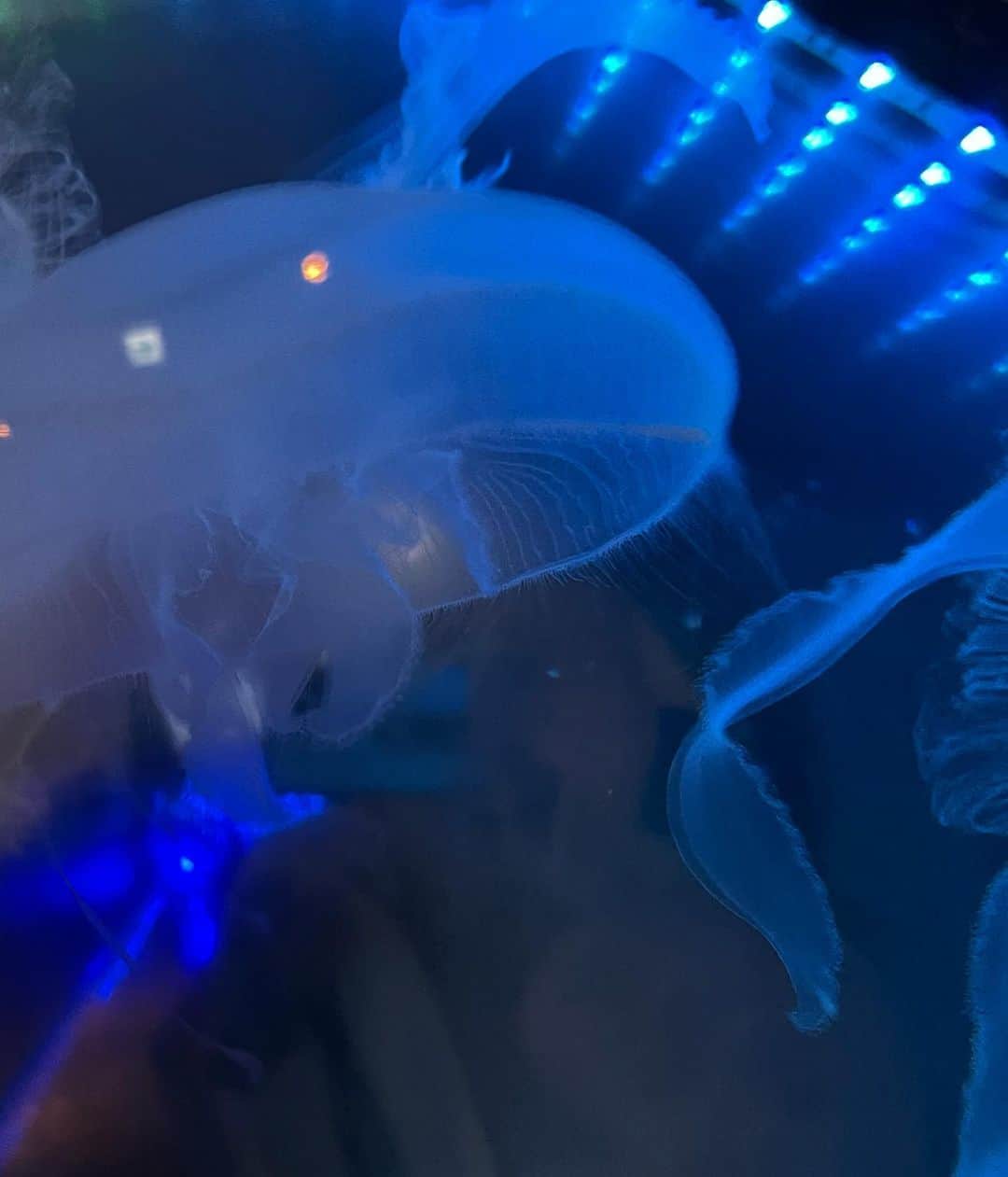 高橋聖那さんのインスタグラム写真 - (高橋聖那Instagram)「． 海鮮があまりにも美味しすぎた、 水族館が楽しすぎた、 自動販売機に売ってたプリンに感動した。  in #静岡」11月13日 19時31分 - seina_takahashi_official