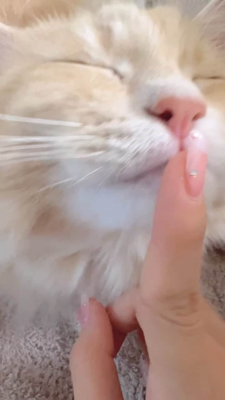 のインスタグラム：「甘々アルちゃん♡♡♡  #ねこすたぐらむ #ねこ #ねこのいる生活  #ねこのいる暮らし #猫 #サイベリアン #cat #catsofinstagram #catstagram」