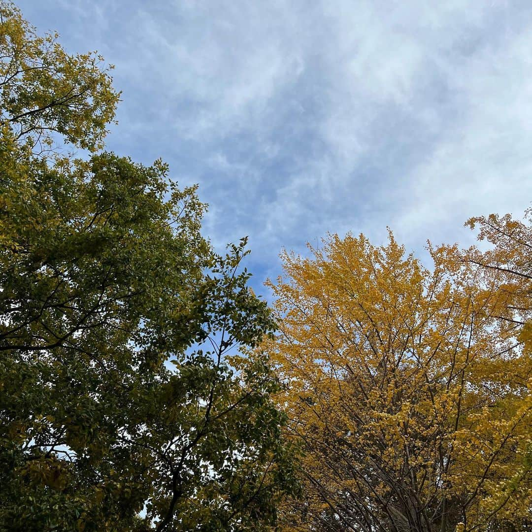 近藤千尋さんのインスタグラム写真 - (近藤千尋Instagram)「親友がとってくれた🍁写真🤳  今日はいつものメンバーで 遊びに行ってきました🚘👧👧👧👦 はちゃめちゃだけど 夜はぐっすり寝てくれる。。笑  落ち葉にはしゃぐ子供たち🍂 降りてくれない、ゴーカート🚙笑 何回やったかな。笑  動物さんたちにも癒されたところで 母ちゃんはもう一仕事してから 寝るとします。。🙋🏻‍♀️💓  明日からまた月曜日❣️ 頑張りましょう〜☺️」11月13日 21時56分 - chipichan.1215