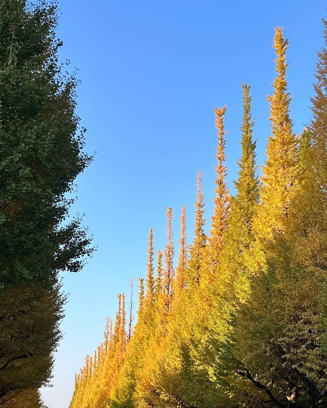 駒田奈美さんのインスタグラム写真 - (駒田奈美Instagram)「・ ・ ・ 『紅葉』 ・ ・ ・ 外苑前の銀杏並木 ・ ・ 黄色く色づいた銀杏の葉 ・ ・ ・ #駒田奈美#モデル#アラフィフ#美魔女#紅葉#銀杏#銀杏並木#外苑前#外苑前いちょう並木 #秋」11月13日 22時35分 - nami.komada