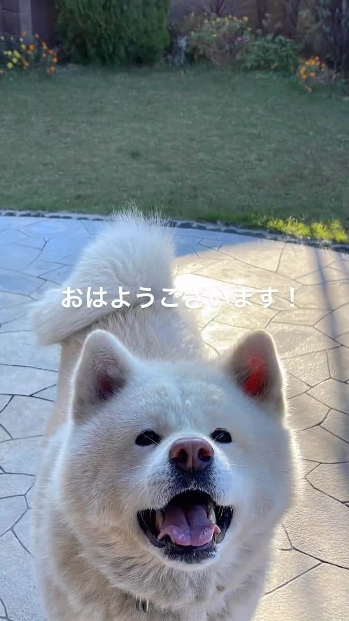 のインスタグラム：「名古屋19℃☀️ おはようございます！ 昨日の雨も上がり今朝は晴れ☀️ 風があり冷たいです。🍂 日中は少し肌寒いかも。 暖かい服装でお出掛けしてくださいね。 今日も頑張って行ってらっしゃい❤️ #おはようございます#モーニング#朝食� #goodmorning #breakfast � #akitainu #dogsofinstagram � #秋田犬#秋田犬マグ#おはようマグ� #ホットサンド#ツナハムサンド #フルーツヨーグルト #ホットコーヒー#カフェオレ#珈琲� #水谷雅子#水谷雅子beautybook50の私� #水谷雅子の美容の秘訣シリーズ�」