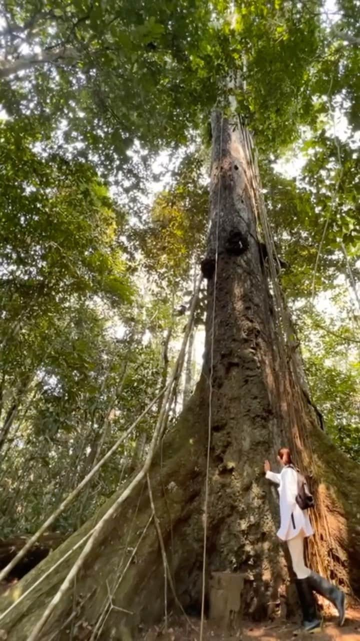 レイシー・バンハードのインスタグラム：「When we raise our consciousness the planet can grow.. That is our role here as humans 🤍💫 At the end you can see how parts of the Amazon the lungs of our planet has been burnt down.. We need to change ASAP. It’s easier than we know 🌎💚  #amazon #plants #plantmedicine #mothernature」